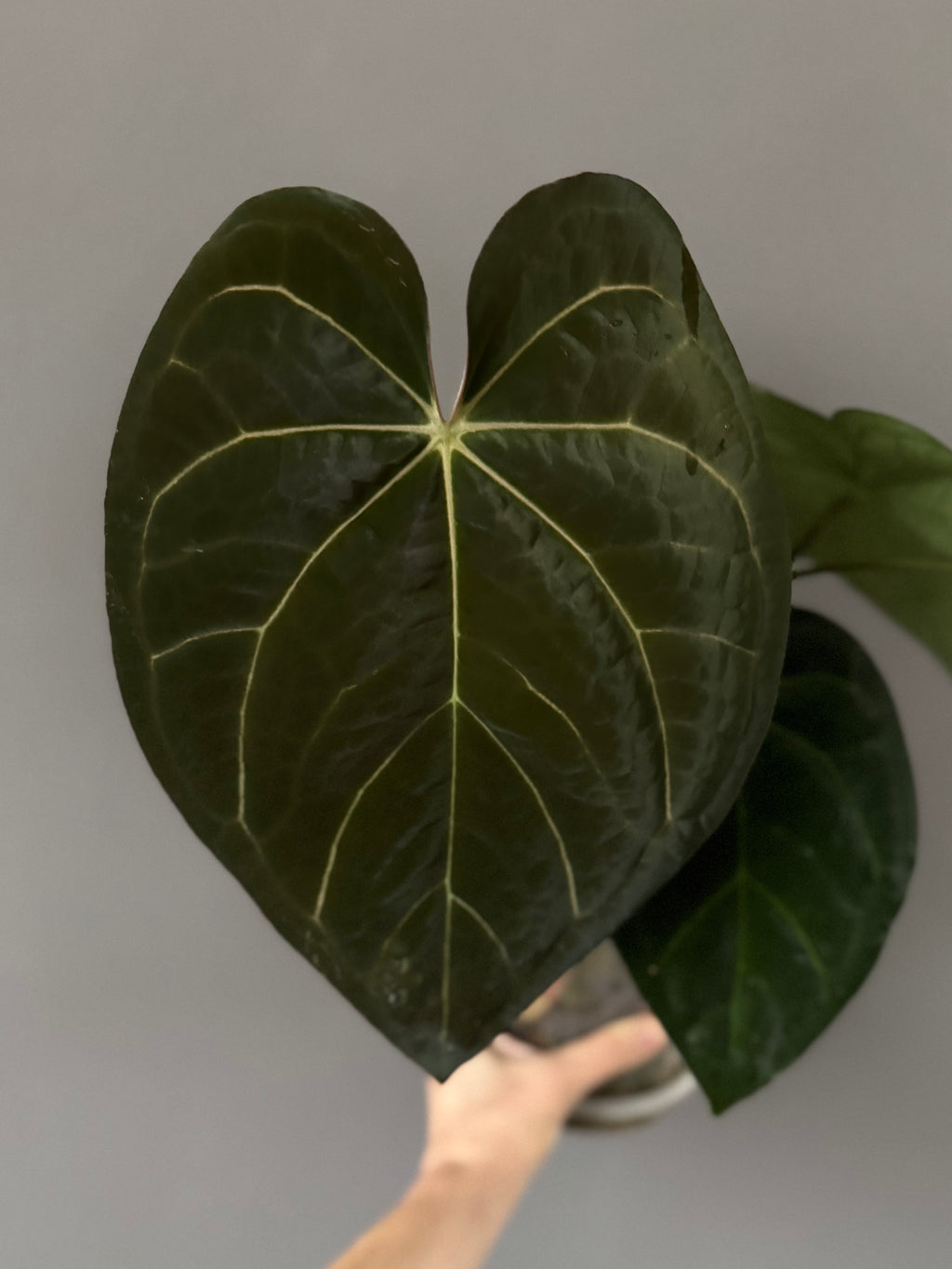 Anthurium AOS df Tezula x Carlablackiae