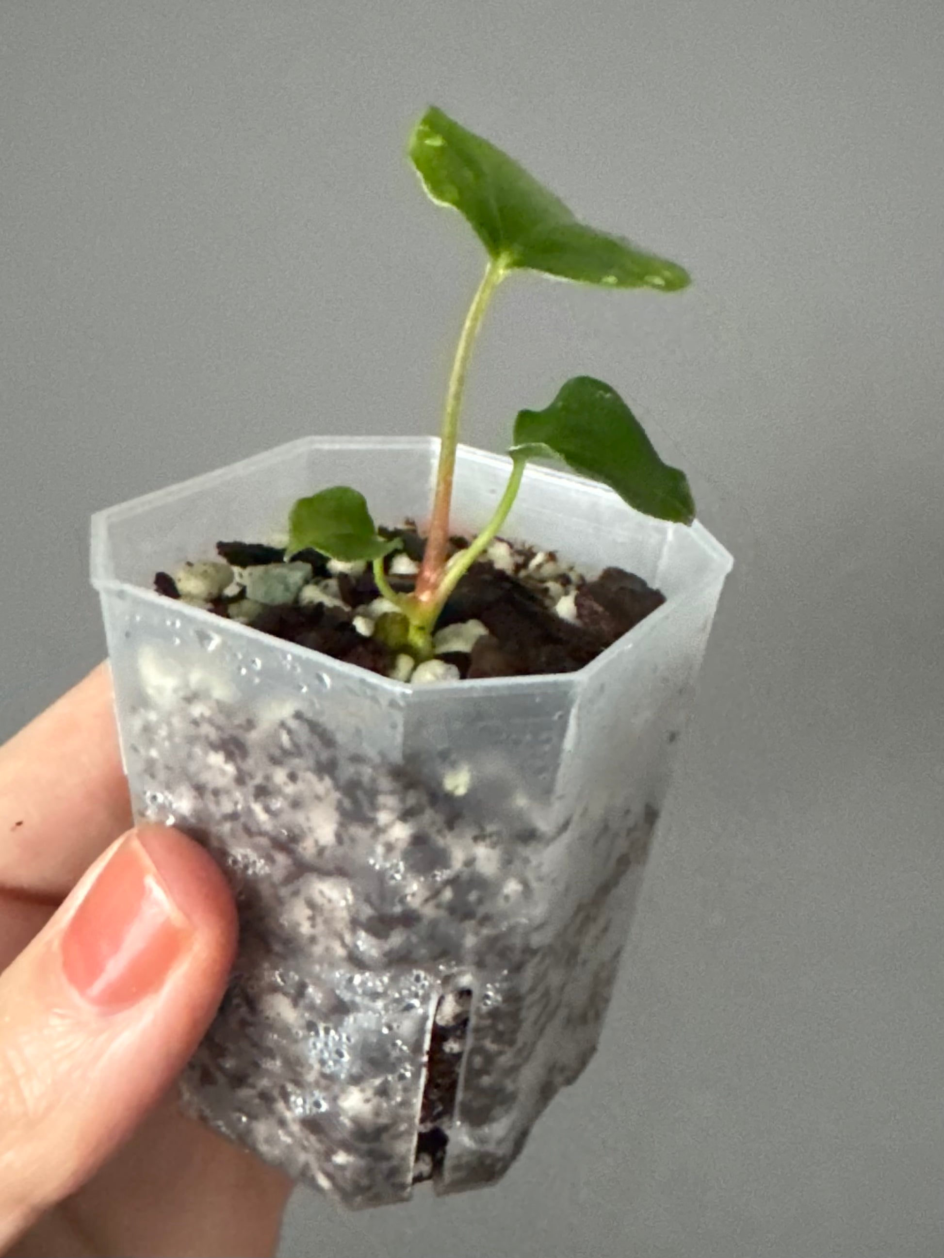 Anthurium papillilaminum Ralph Lynam xself (Dwane)