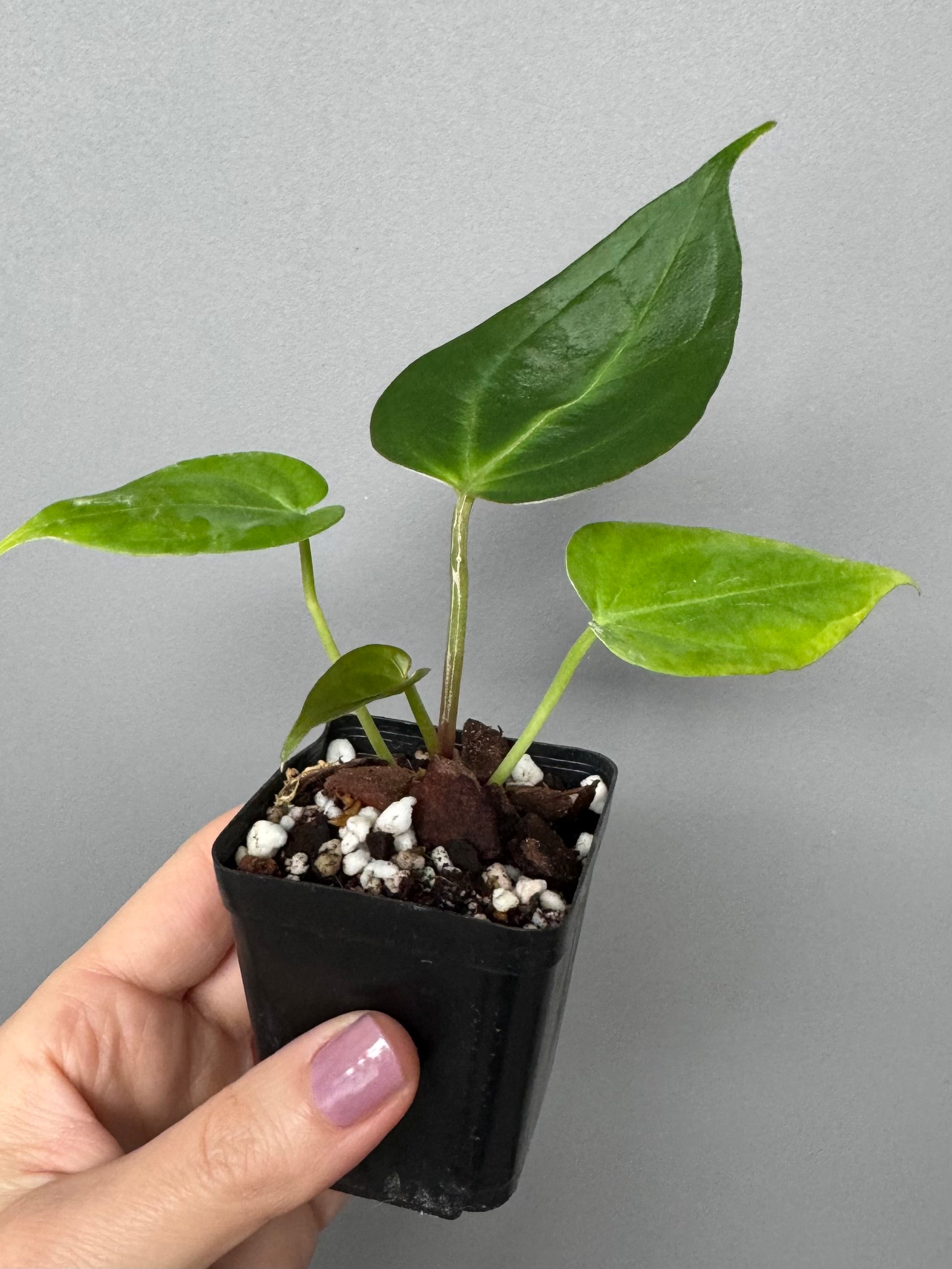 Anthurium (KOS x Silver Blush) x PapillilaminumX