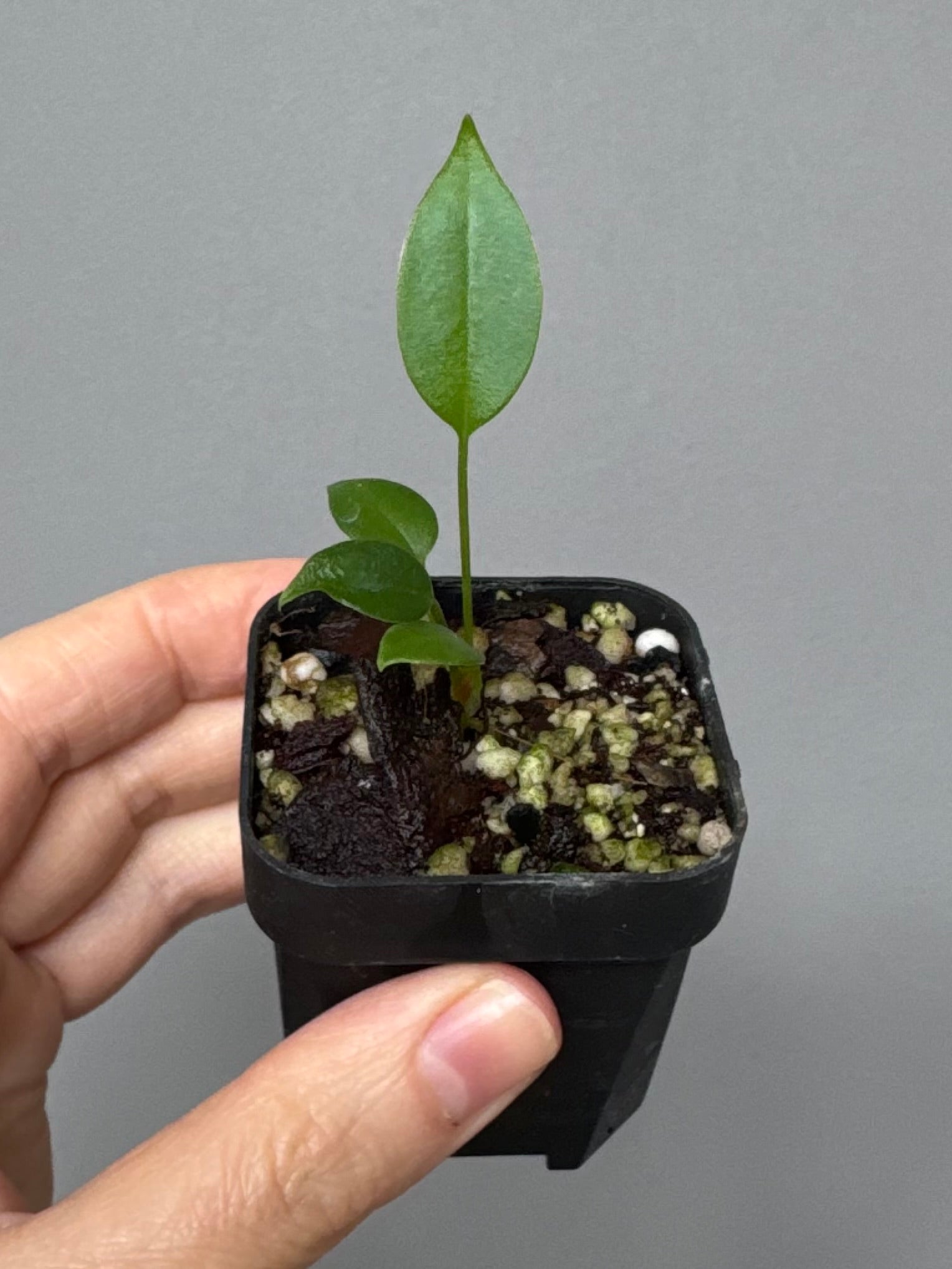 Anthurium wendlingeri