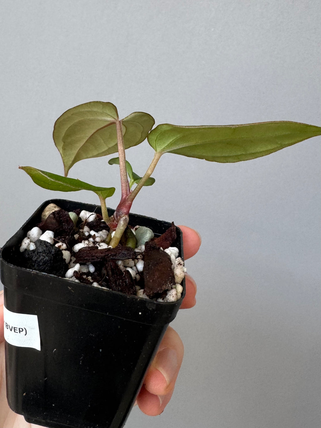 Anthurium BVEP x (Red Crystallinum x BVEP)