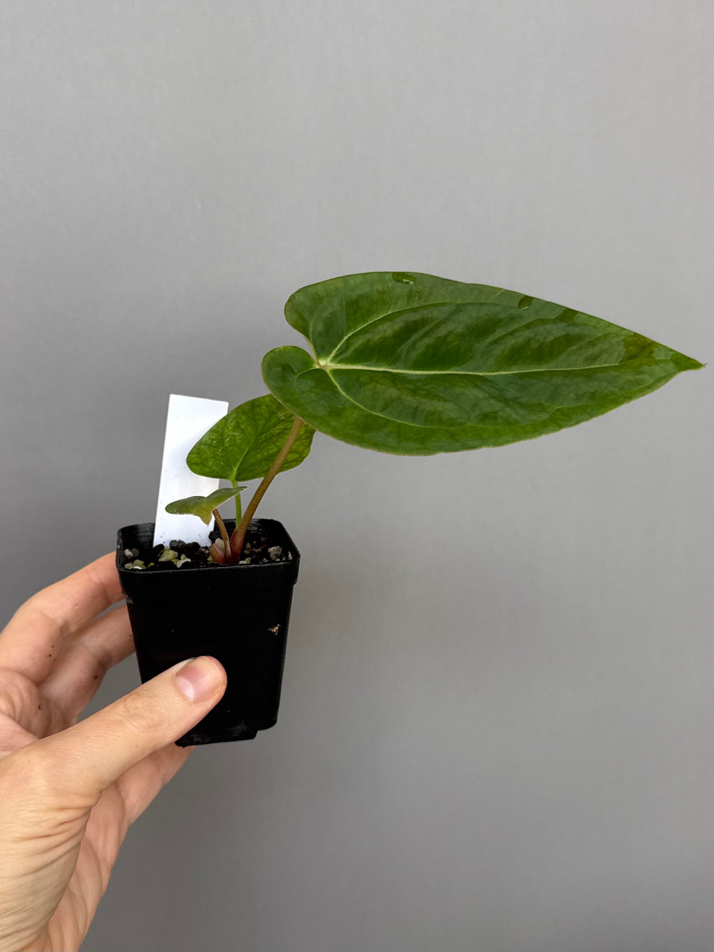 Anthurium NoID x besseae aff. long