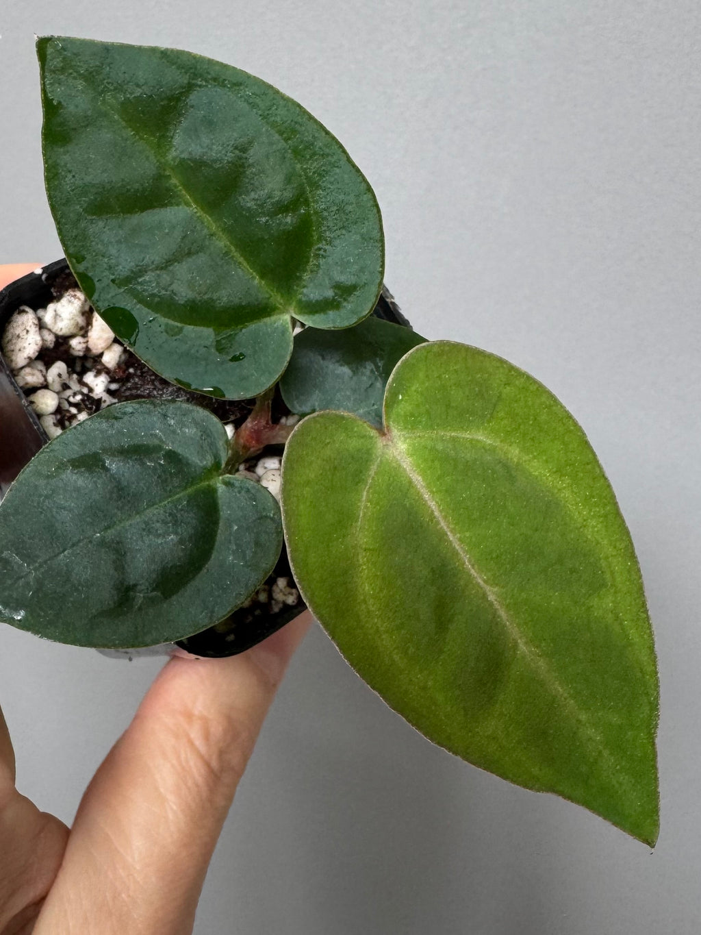 Anthurium Michelle x (AOS x Carlablackiae)