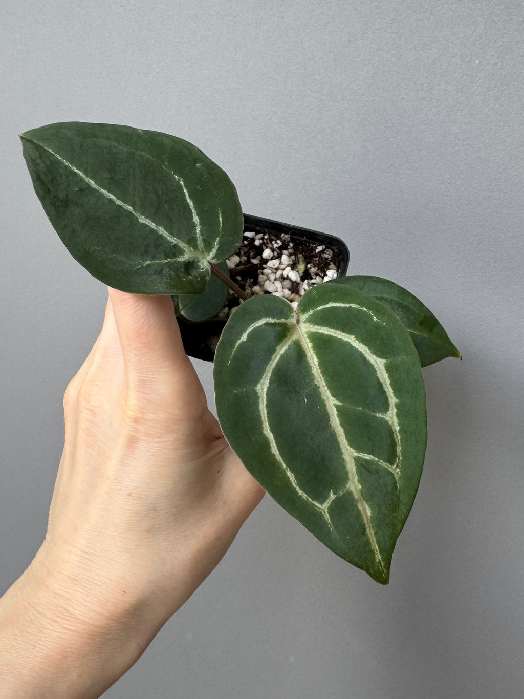 Anthurium (ZxM) x  (NSE Red Crystallinum x Carlablackiae)
