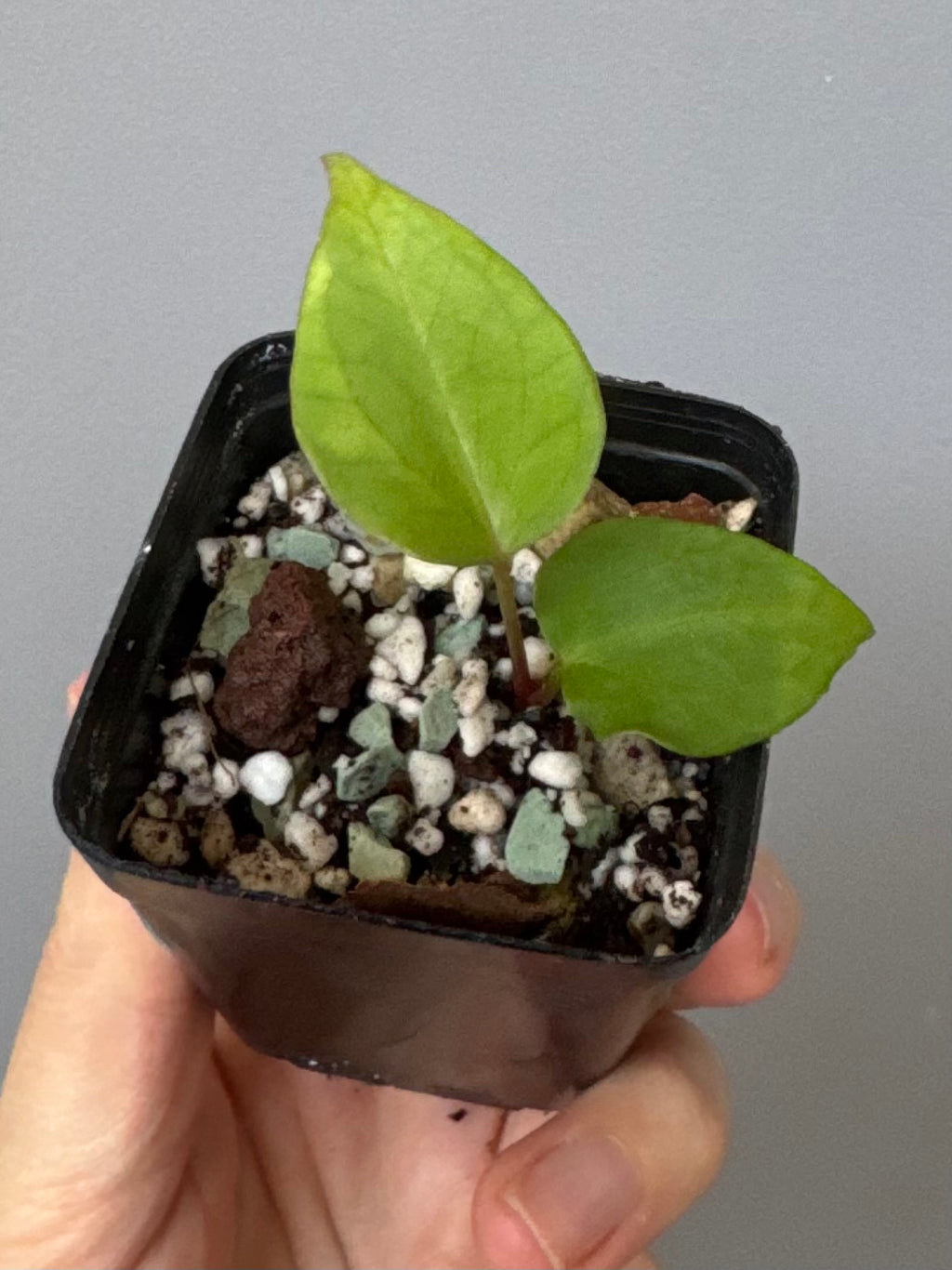 Anthurium NSE CarlaX x complex KOS/HU Hybrid