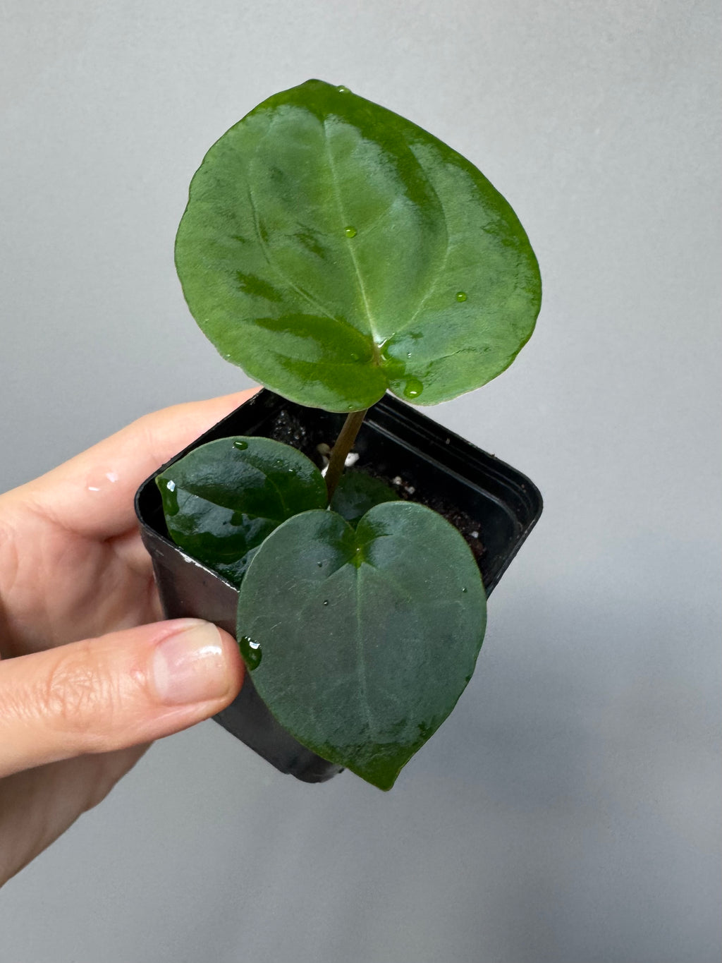 Anthurium (NSE Red Crystallinum x Carla) x RVDP