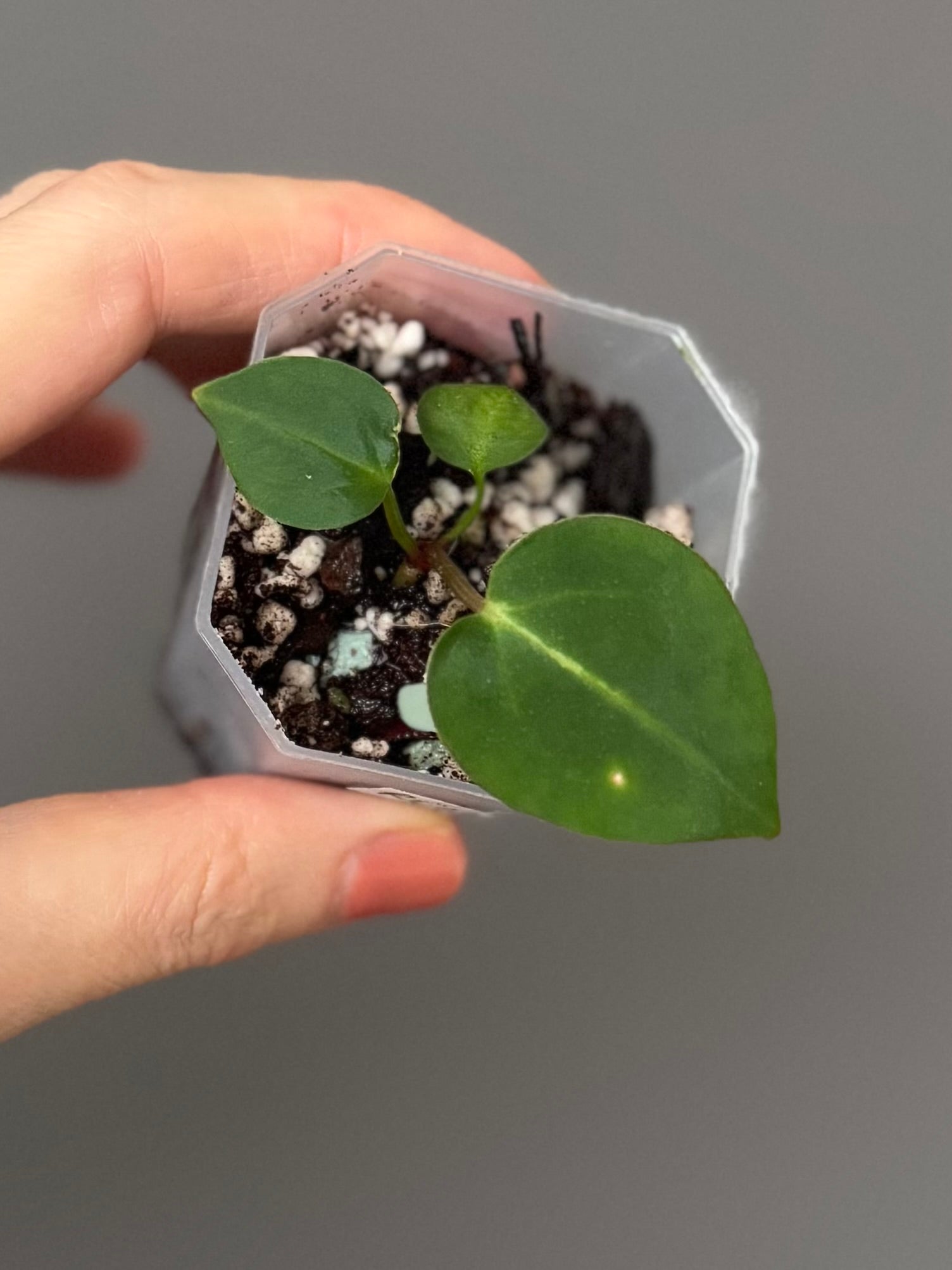 NSE Red Crystallinum x Carlablackiae (Clone)