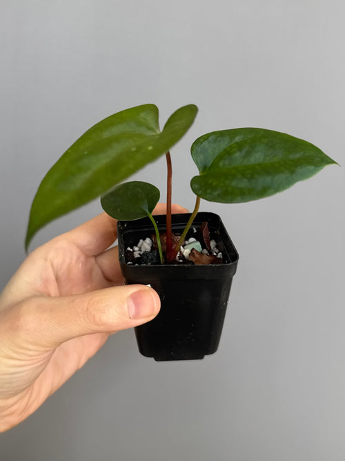 (Papillilaminum Daniel x Besseae aff.) X RVDP