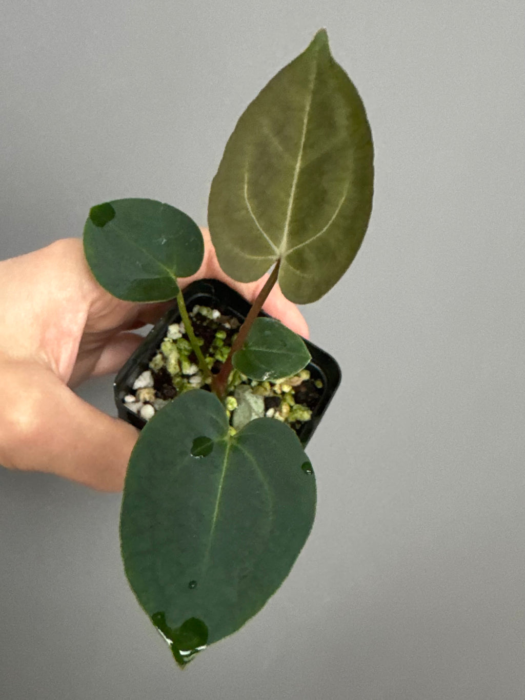 Anthurium (AOS x forgetii) x (NSE Red Crystallinum x Carlablackiae)