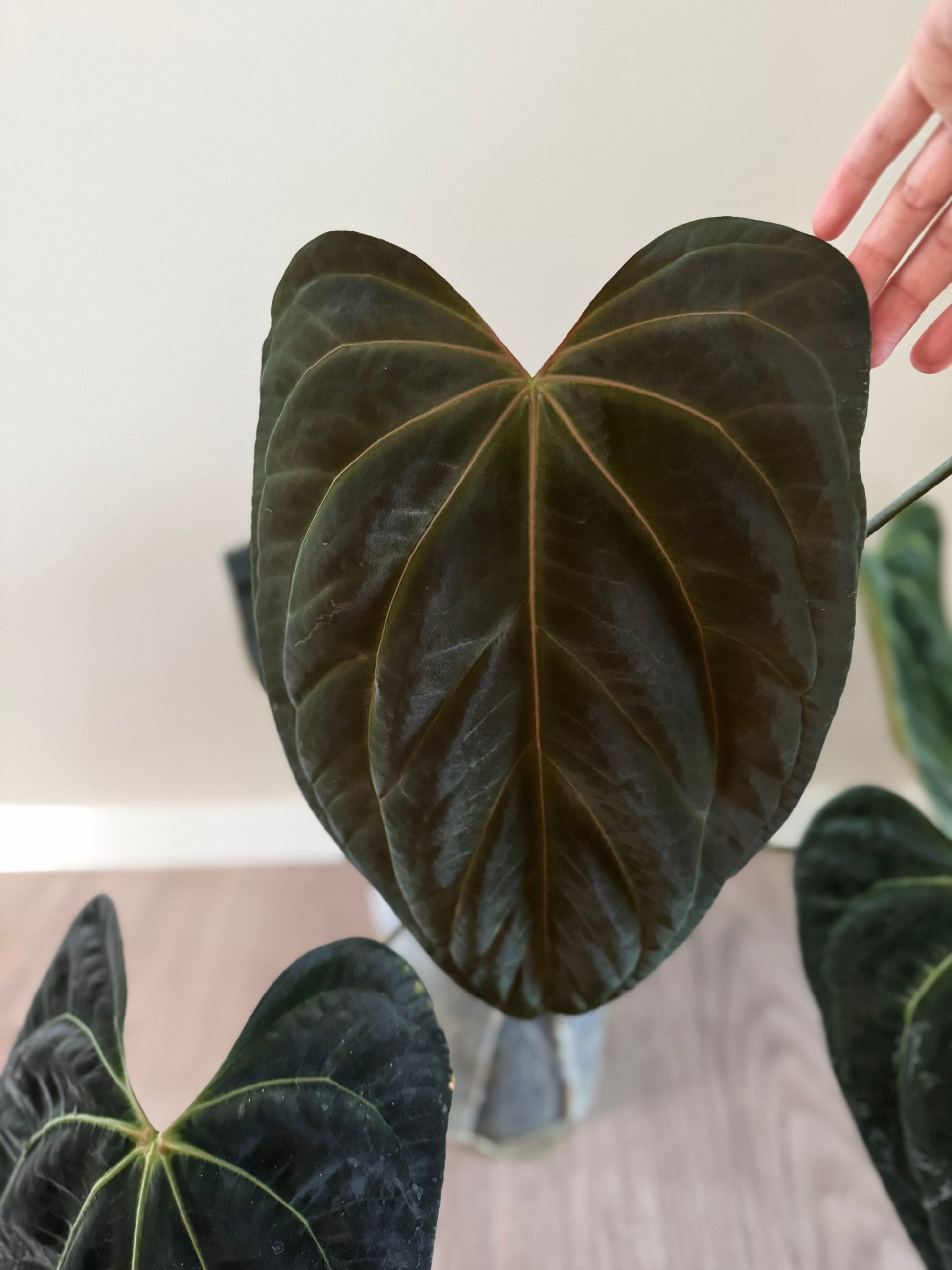 Anthurium papillilaminum,Daniel' x Besseae aff.