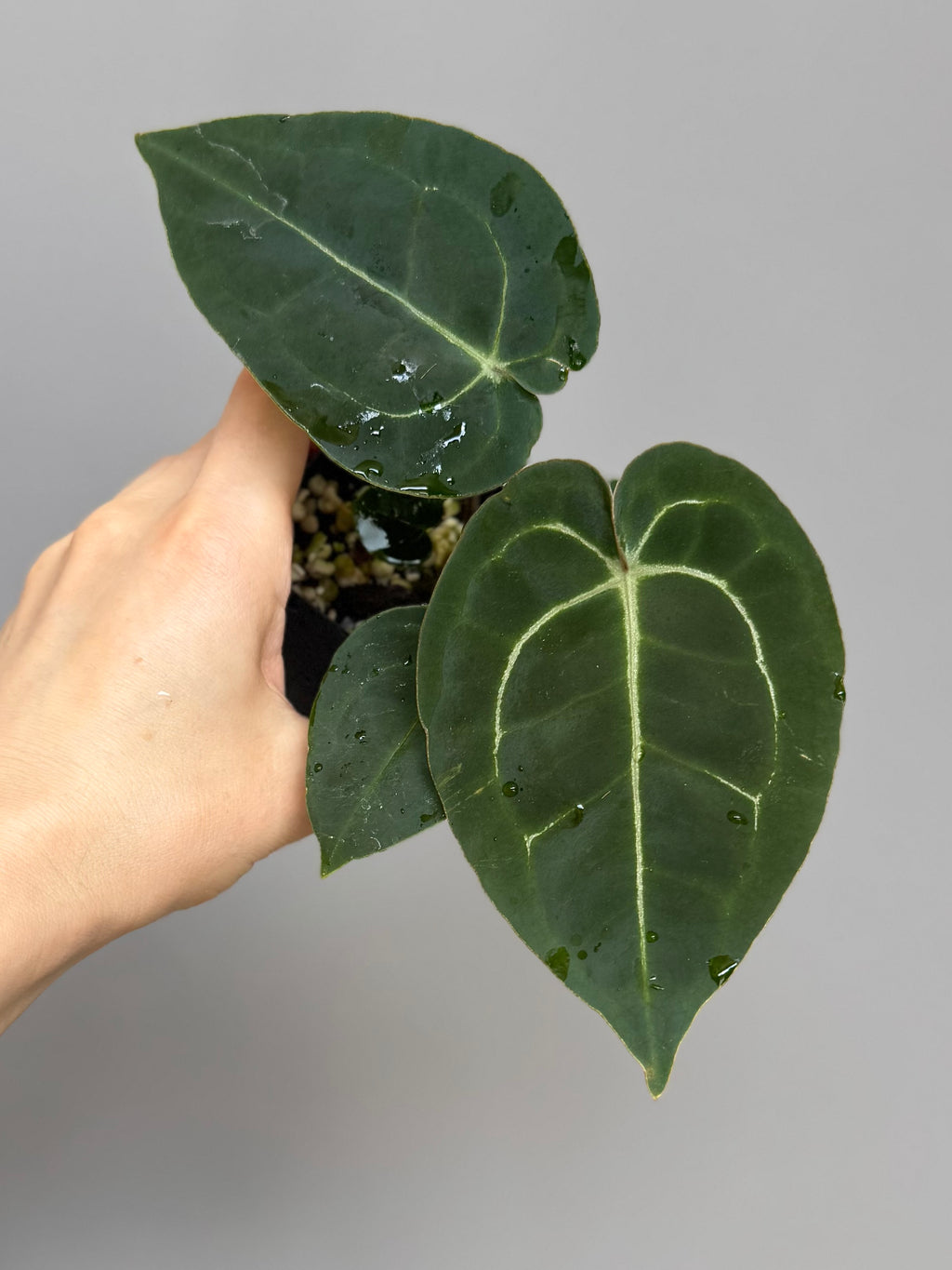 Anthurium (AOS x forgetii) x (NSE Red Crystallinum x Carlablackiae)