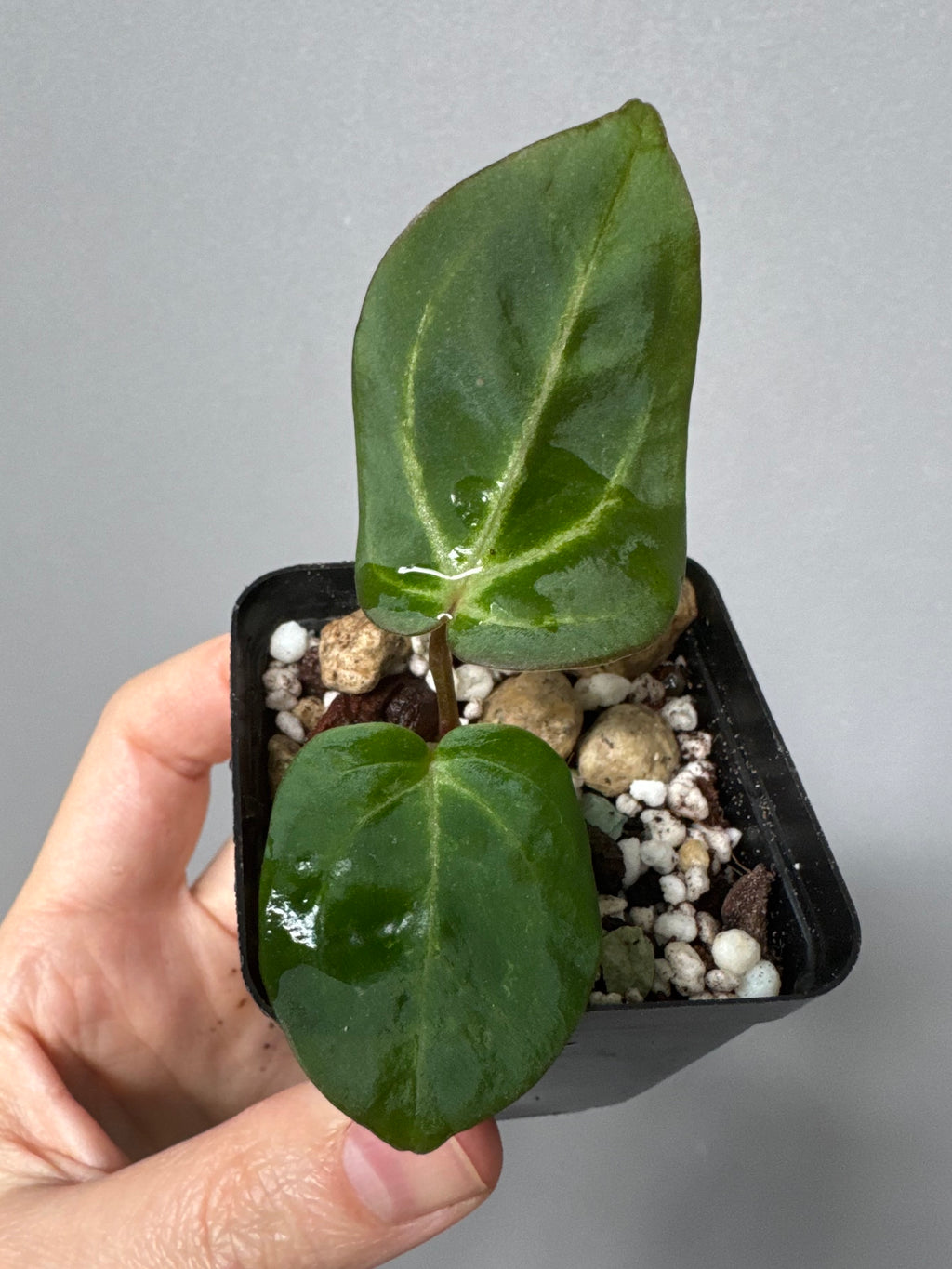 Anthurium Carlablackiae RA5x10 x open