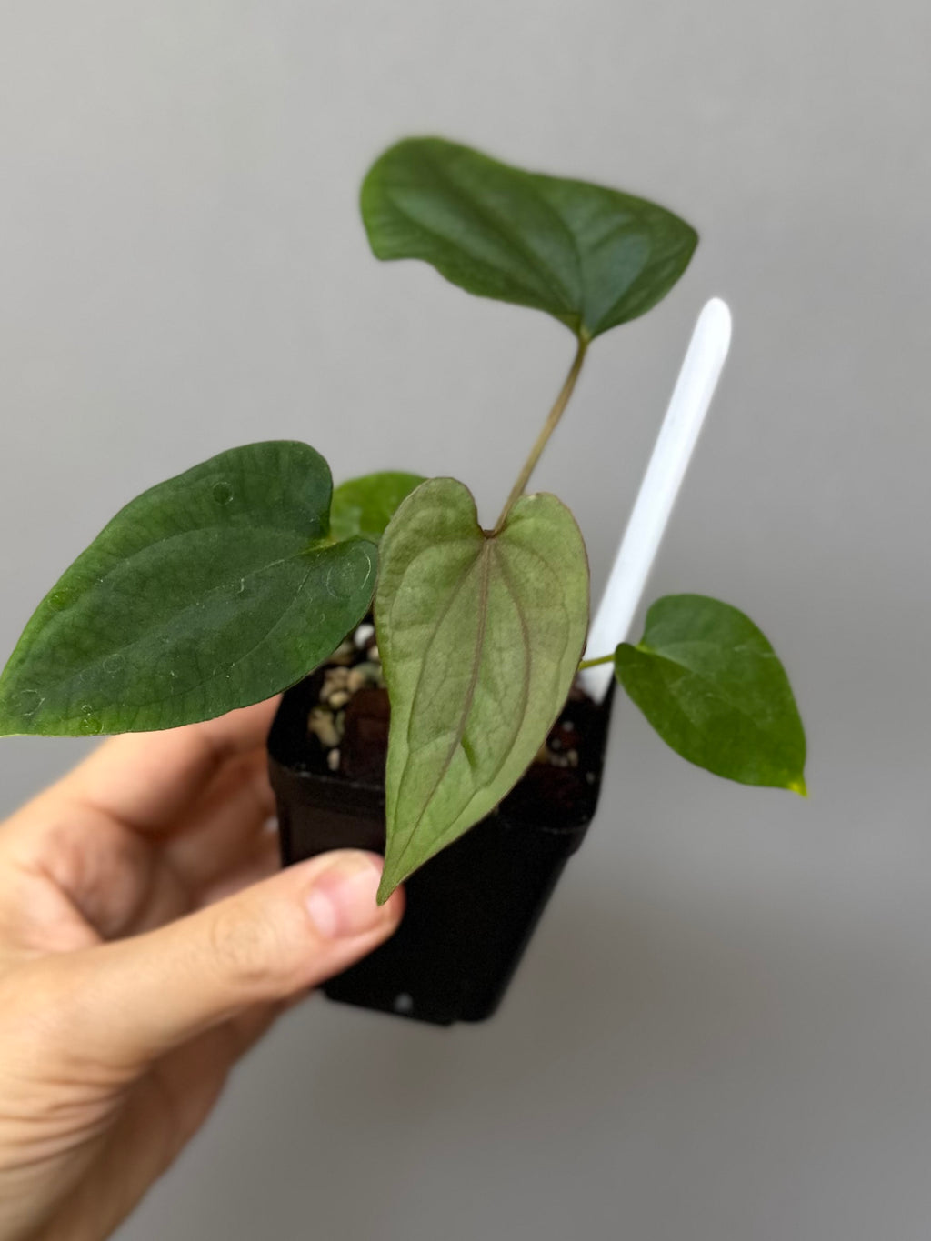 Anthurium (BVEP x Kuna) x (BVEP RxF x F) by thelonelysanctuary