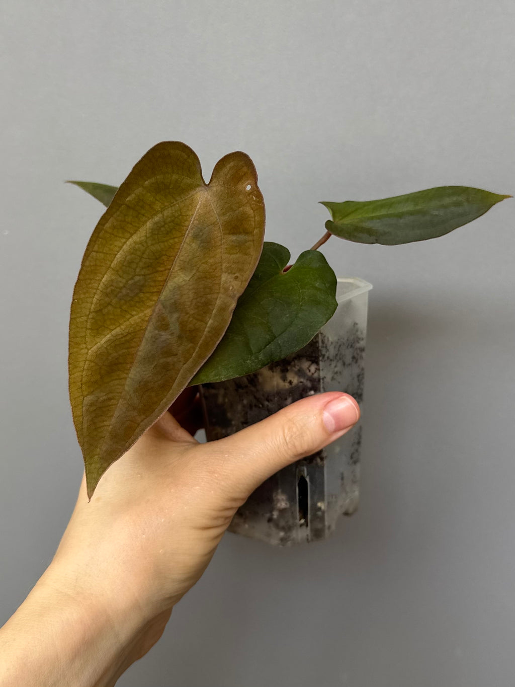 Anthurium BVEP x (Red Crystallinum x BVEP)