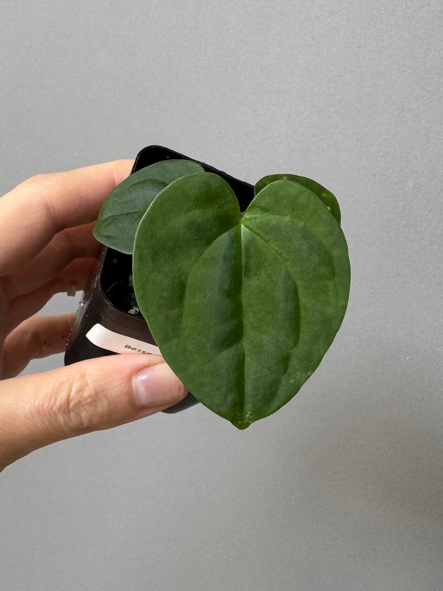 Anthurium Besseae aff. x RVDP