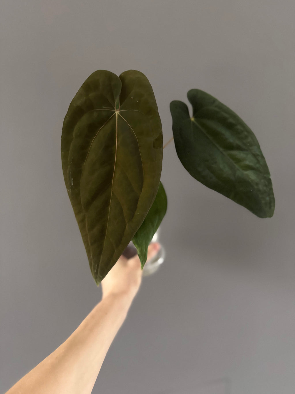 Anthurium BVEP OG1 x Papillilaminum Lago Gatun