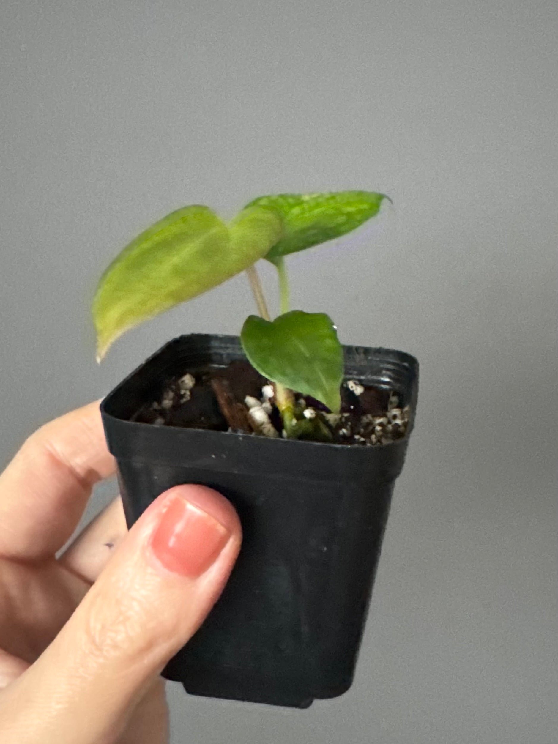 Anthurium papillilaminum x Darkest Panama (#3)