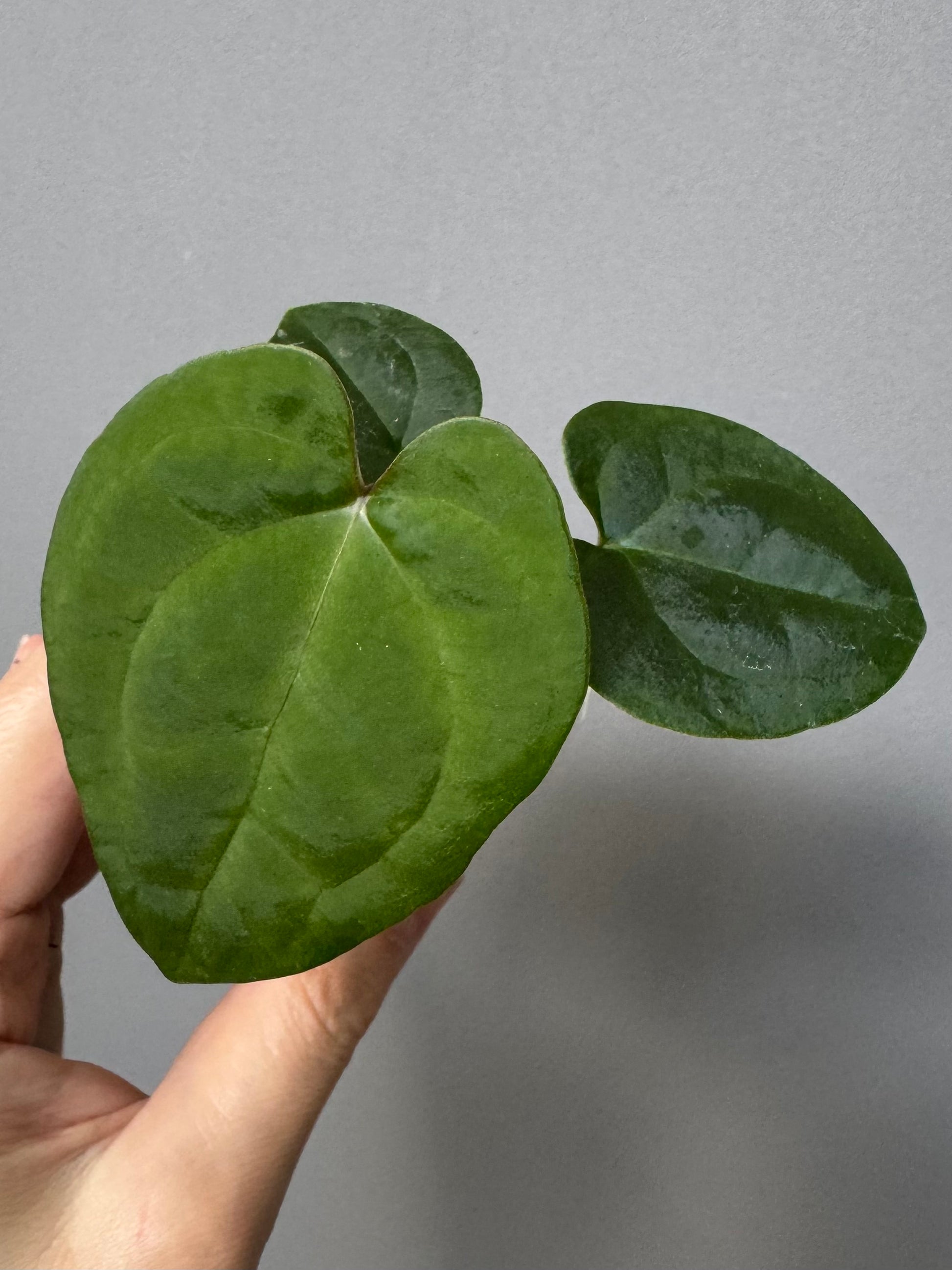 Anthurium (AOS x Carla) x RVDP