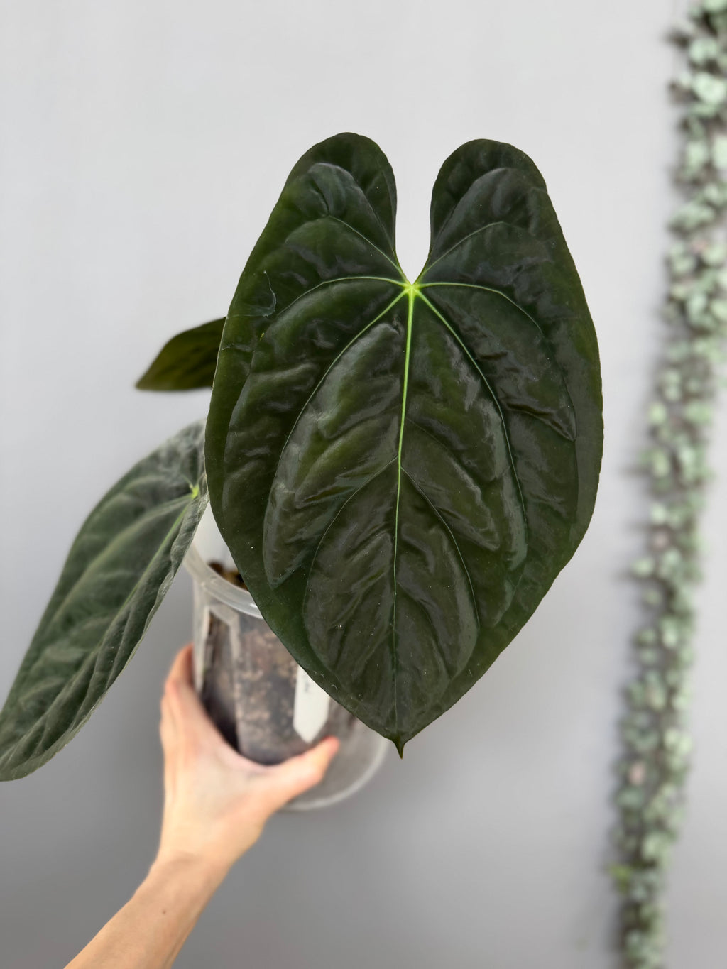 Papillilaminum K1xT5 #1