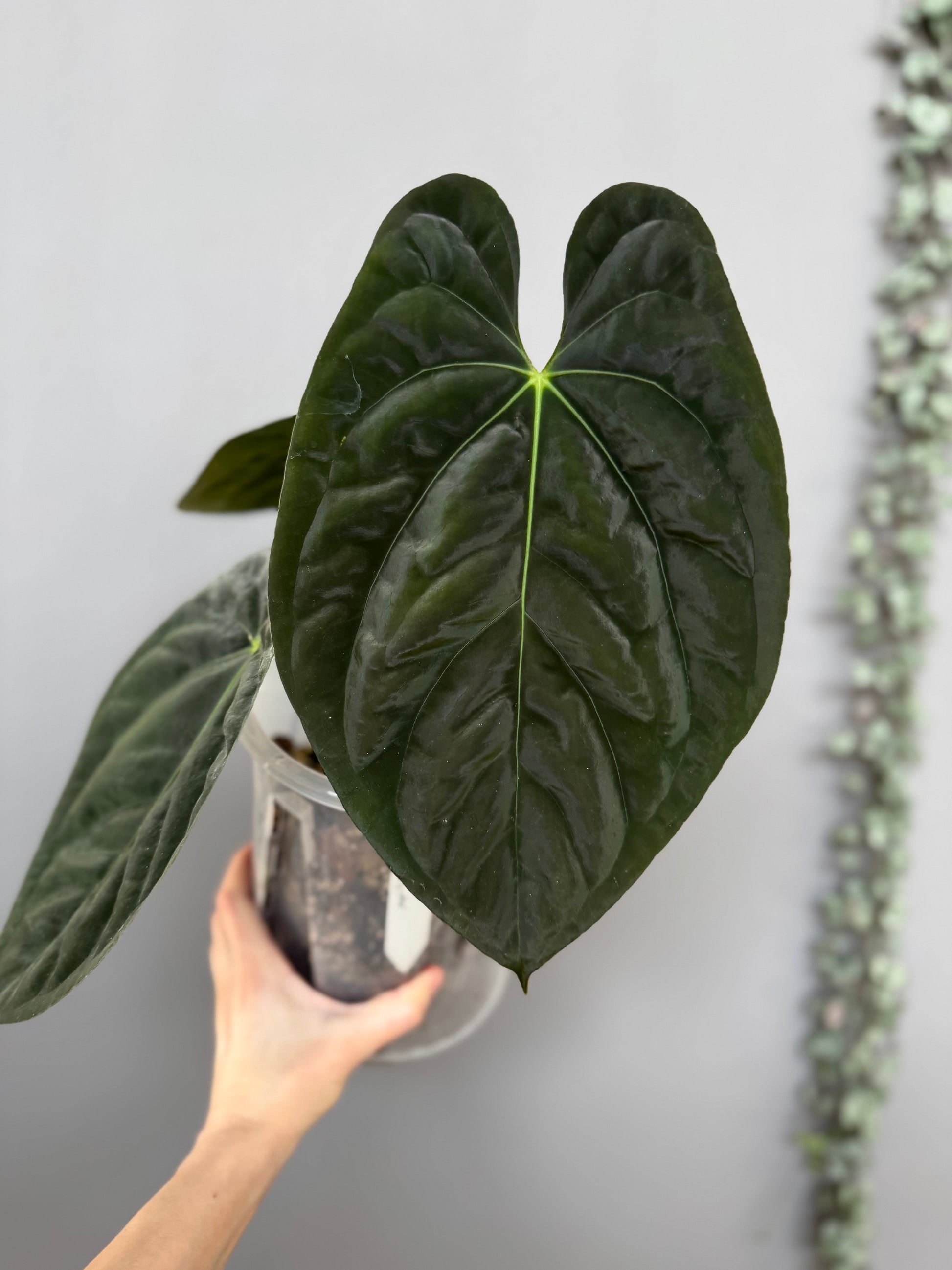 Papillilaminum K1xT5 #1