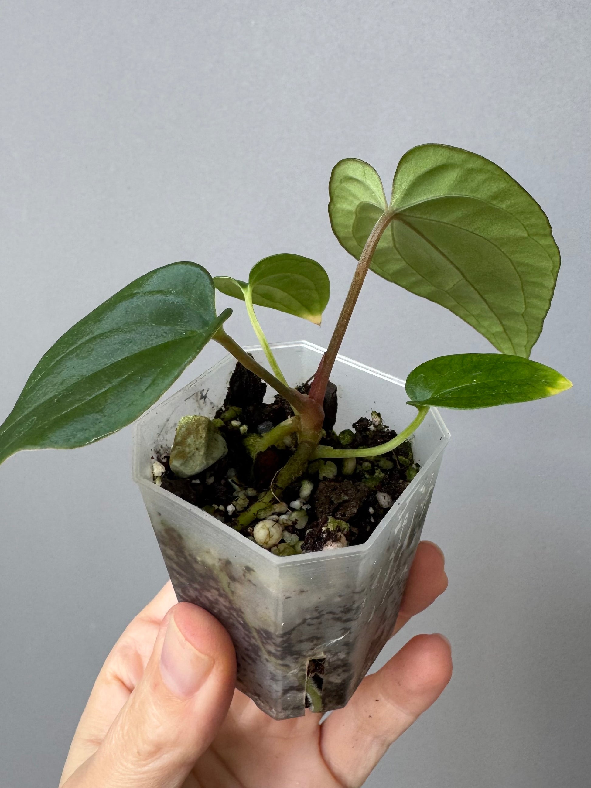 Anthurium (BVEP x Kuna) x (BVEP RxF x F) by thelonelysanctuary