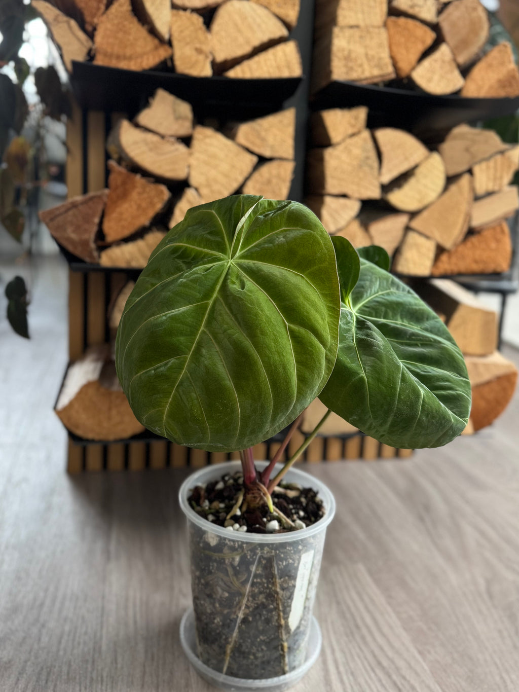 Anthurium Indo dressleri xself