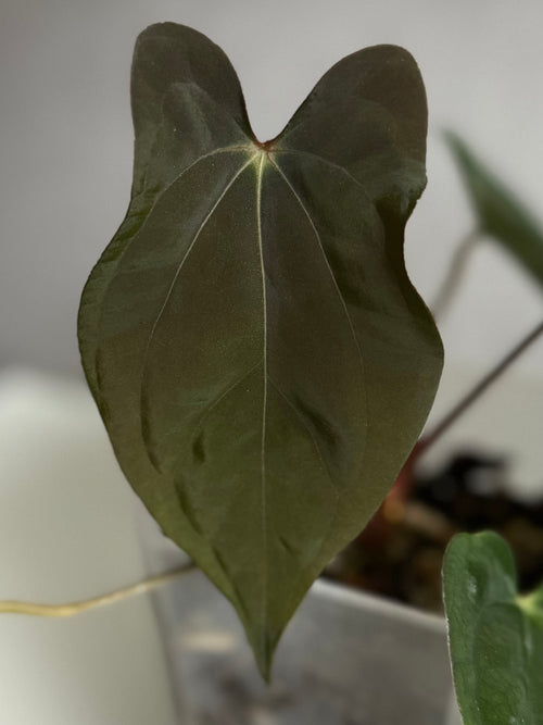 (BVEP x portillae 'Dorito') X papillilaminum H1