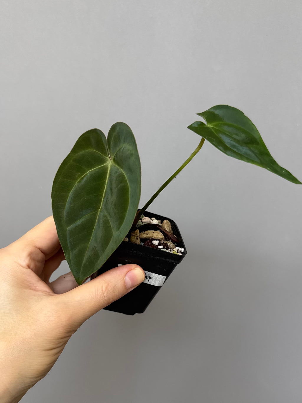Anthurium magnificum x papillilaminum
