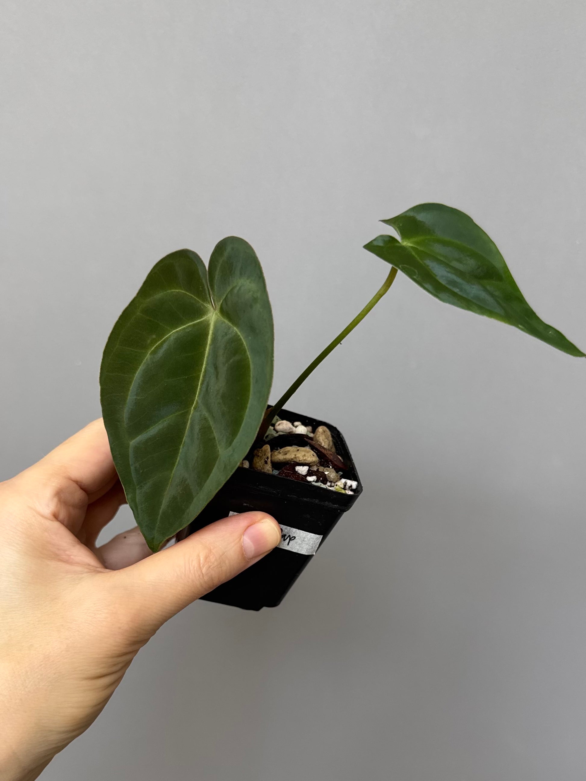 Anthurium magnificum x papillilaminum