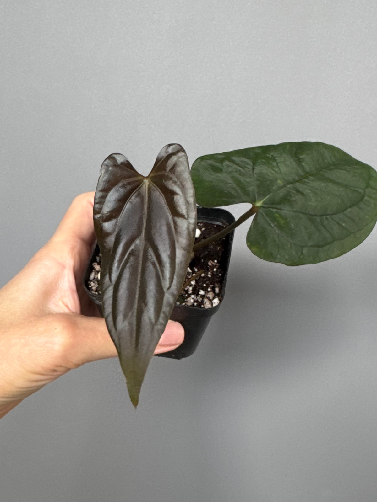 Anthurium Papillilaminum ‘Daniel’ clone