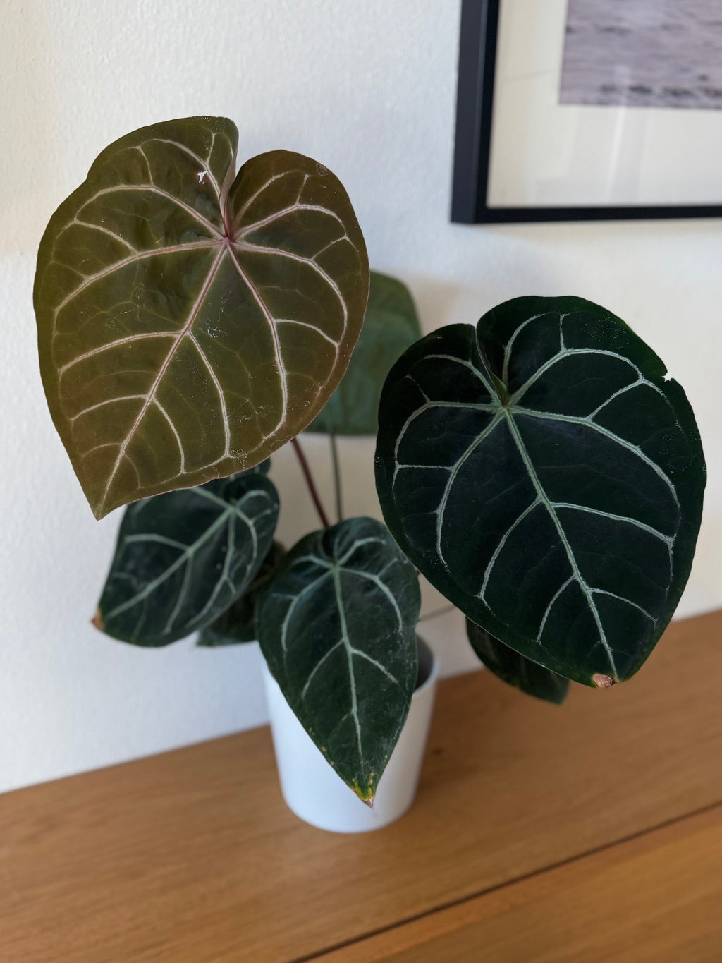 Anthurium ((magnificum x crystallinum) x NoID) X Michelle