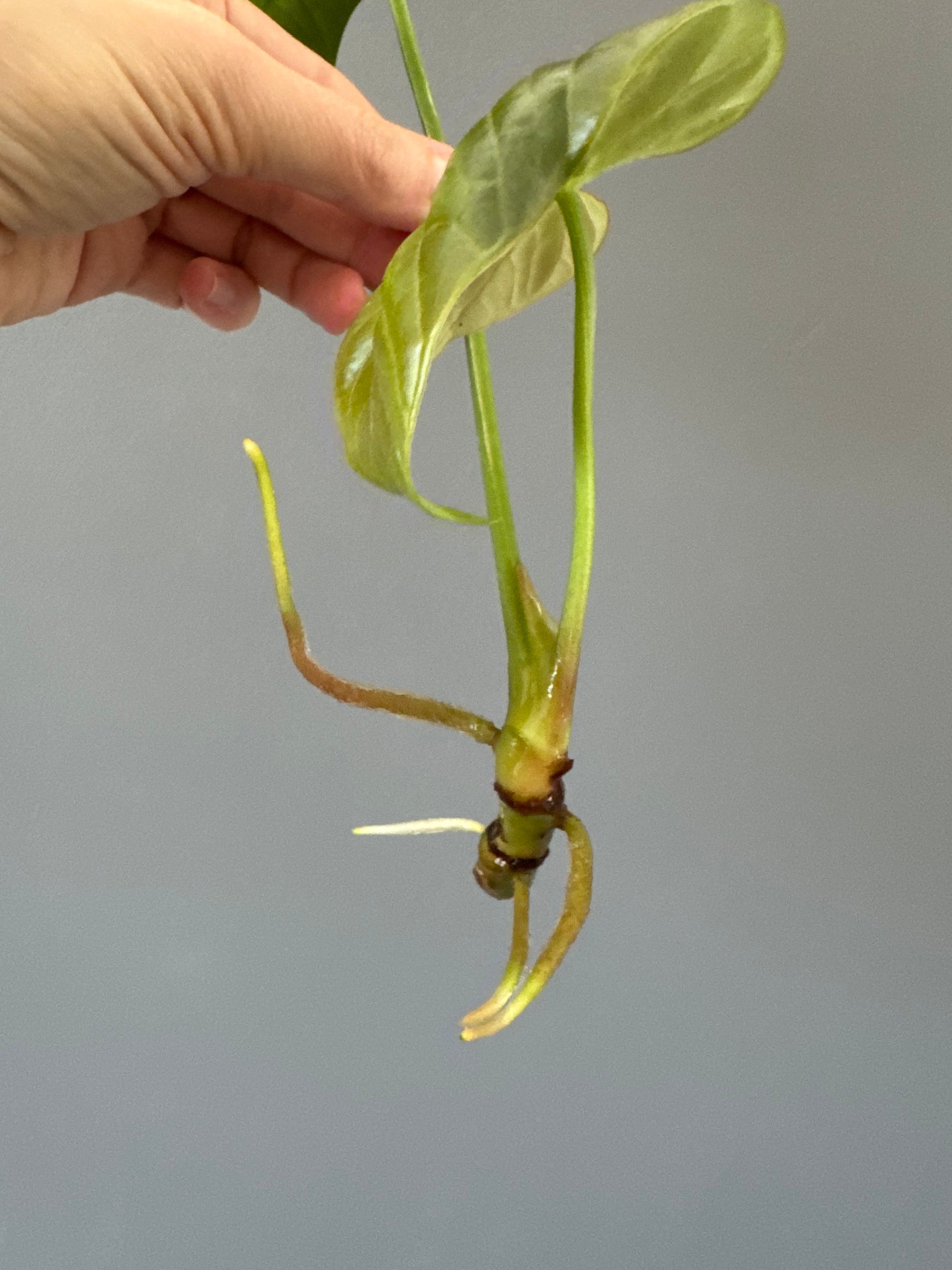 Anthurium debilis (#1) - Ableger