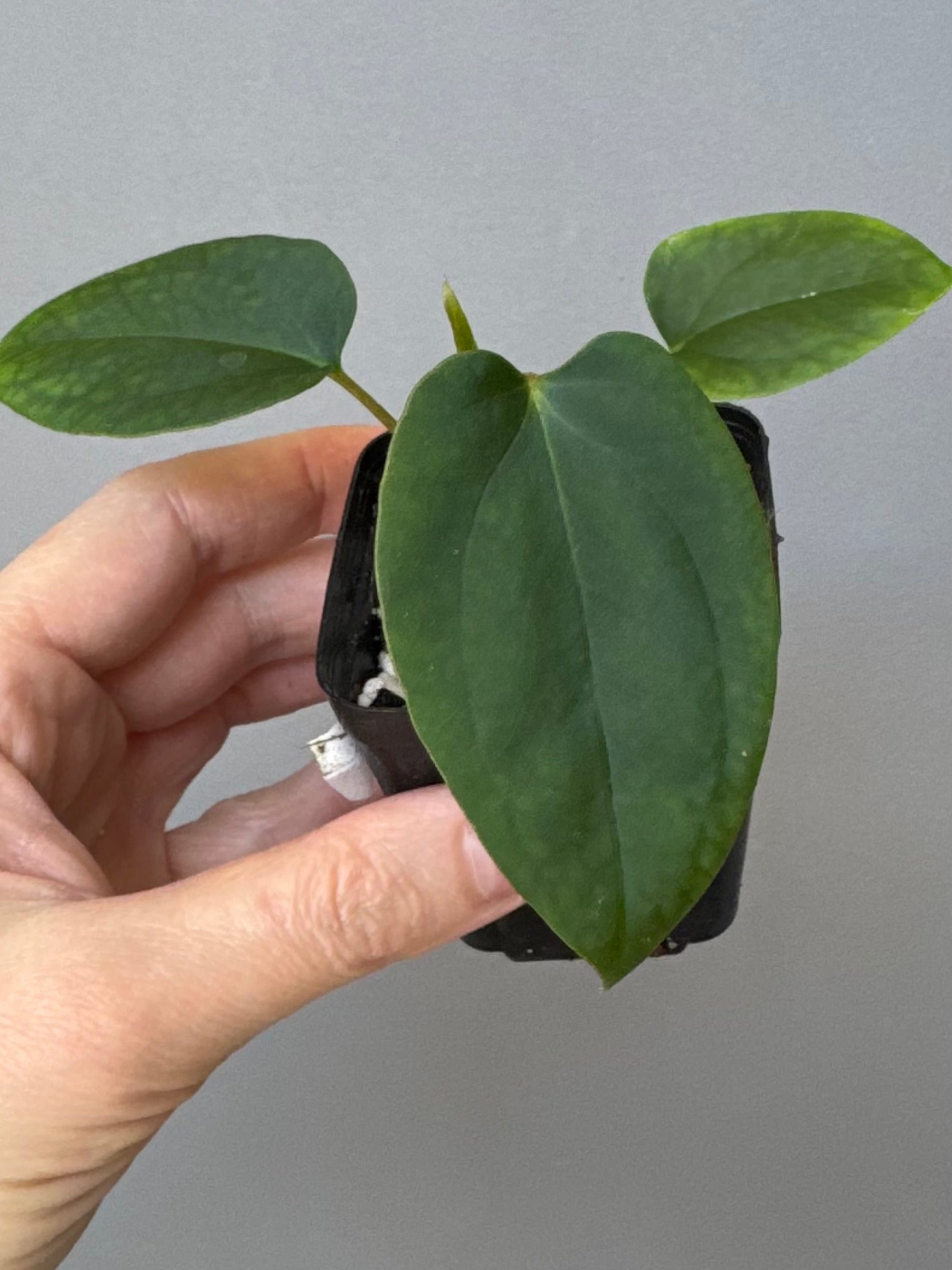 Anthurium Mr. Worldwide x BVEP RoundxFelix (#3) (by variegated_stringray)