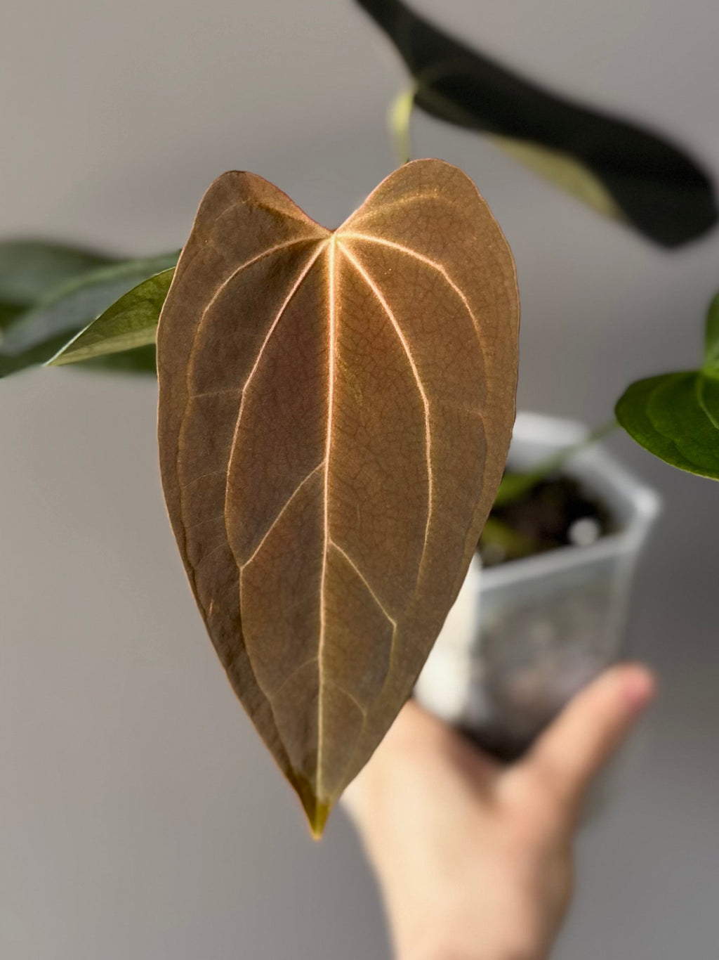 Anthurium (Queen of Hearts x besseae aff OR forgetii) x NSE CarlaX