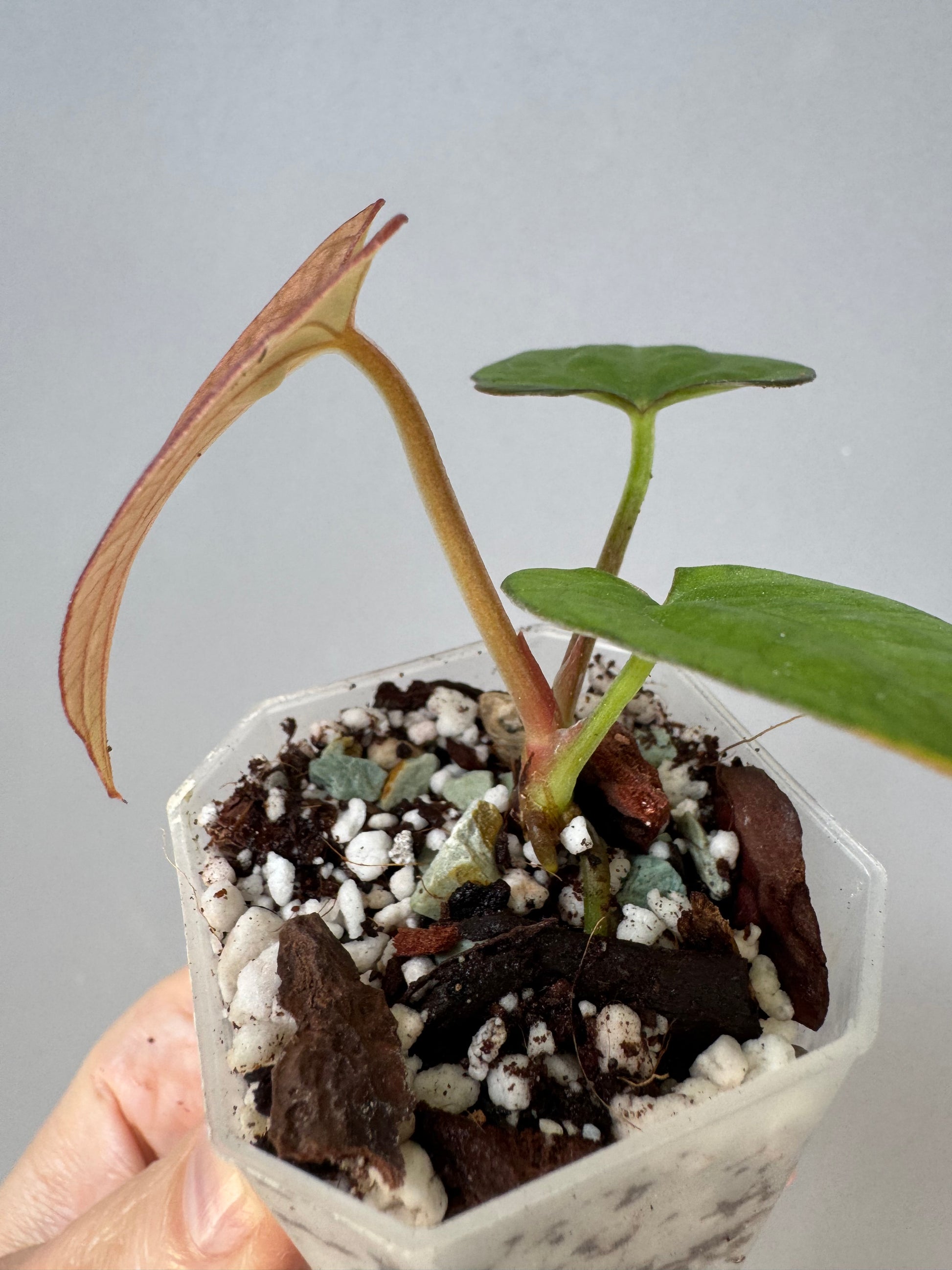 Anthurium Dressleri RG F2 x black (Grant)