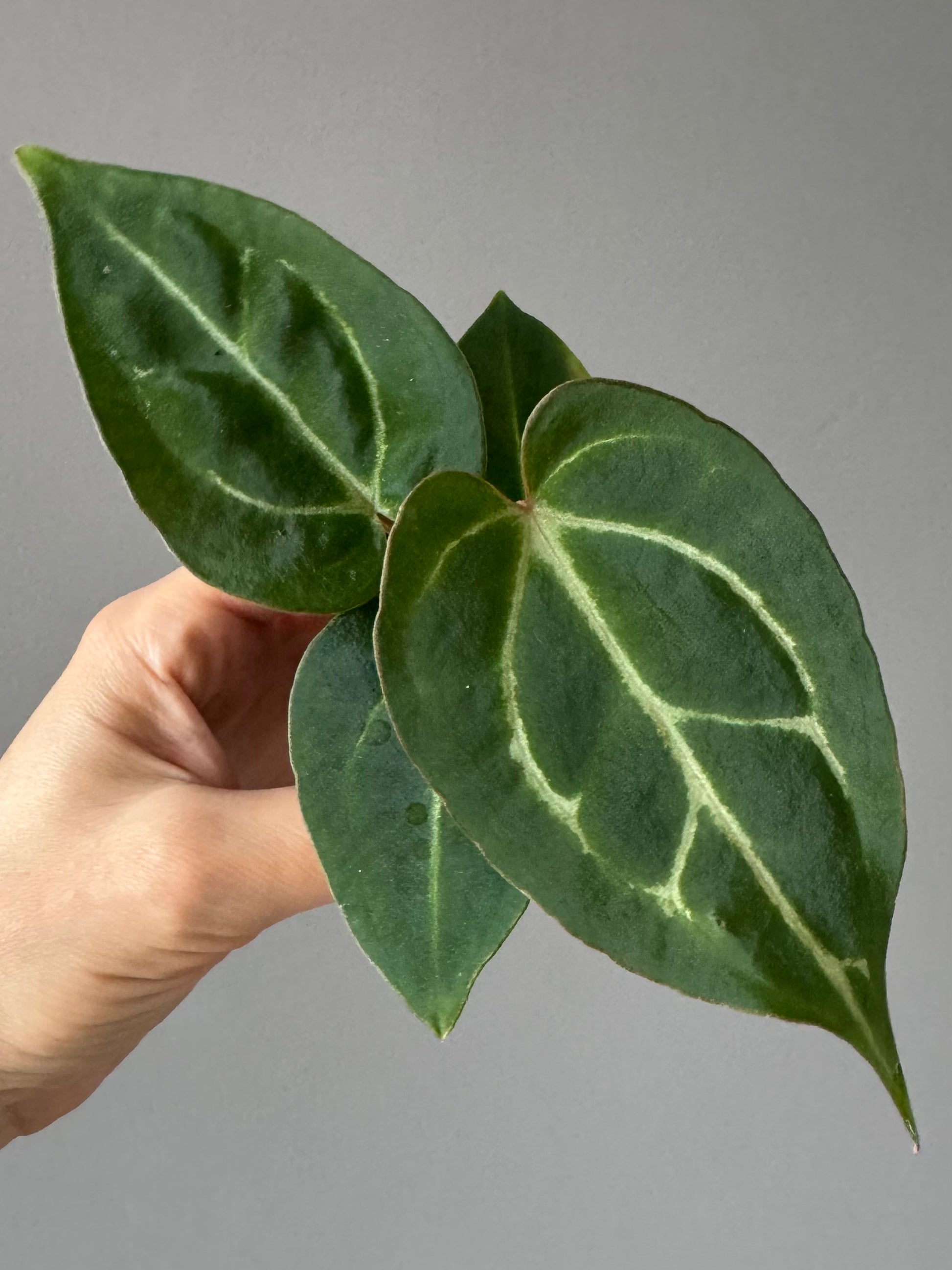 Anthurium crystallinum x (NSE Red Crystallinum x Carlablackiae)