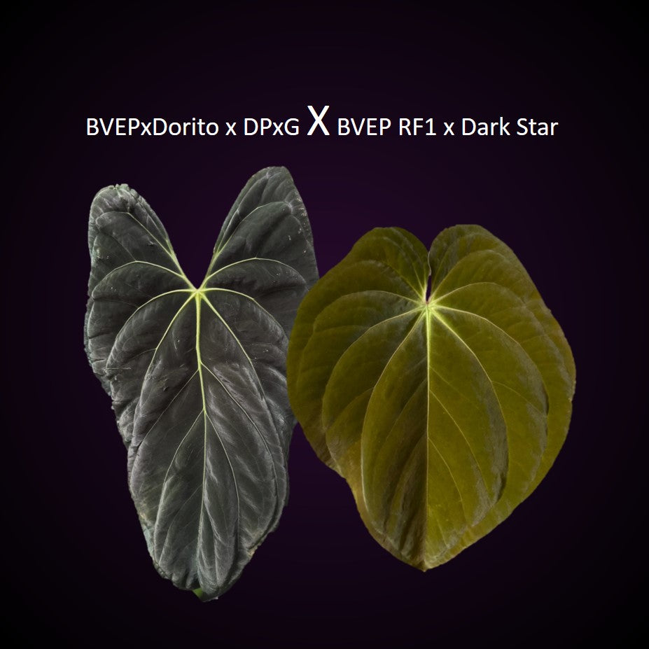 Anthurium ((BVEP x Dorito) x (Dark Phoenix x Goliath)) x (BVEP RF1xDark Star)