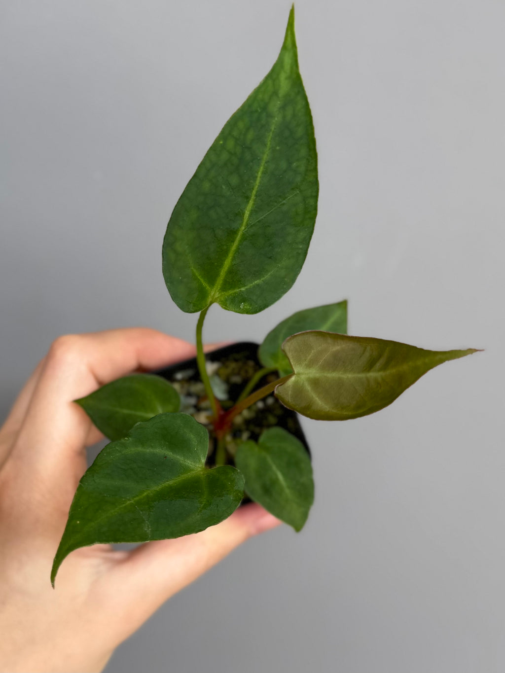 Anthurium (Magnificum x Crystallinum) x NoID
