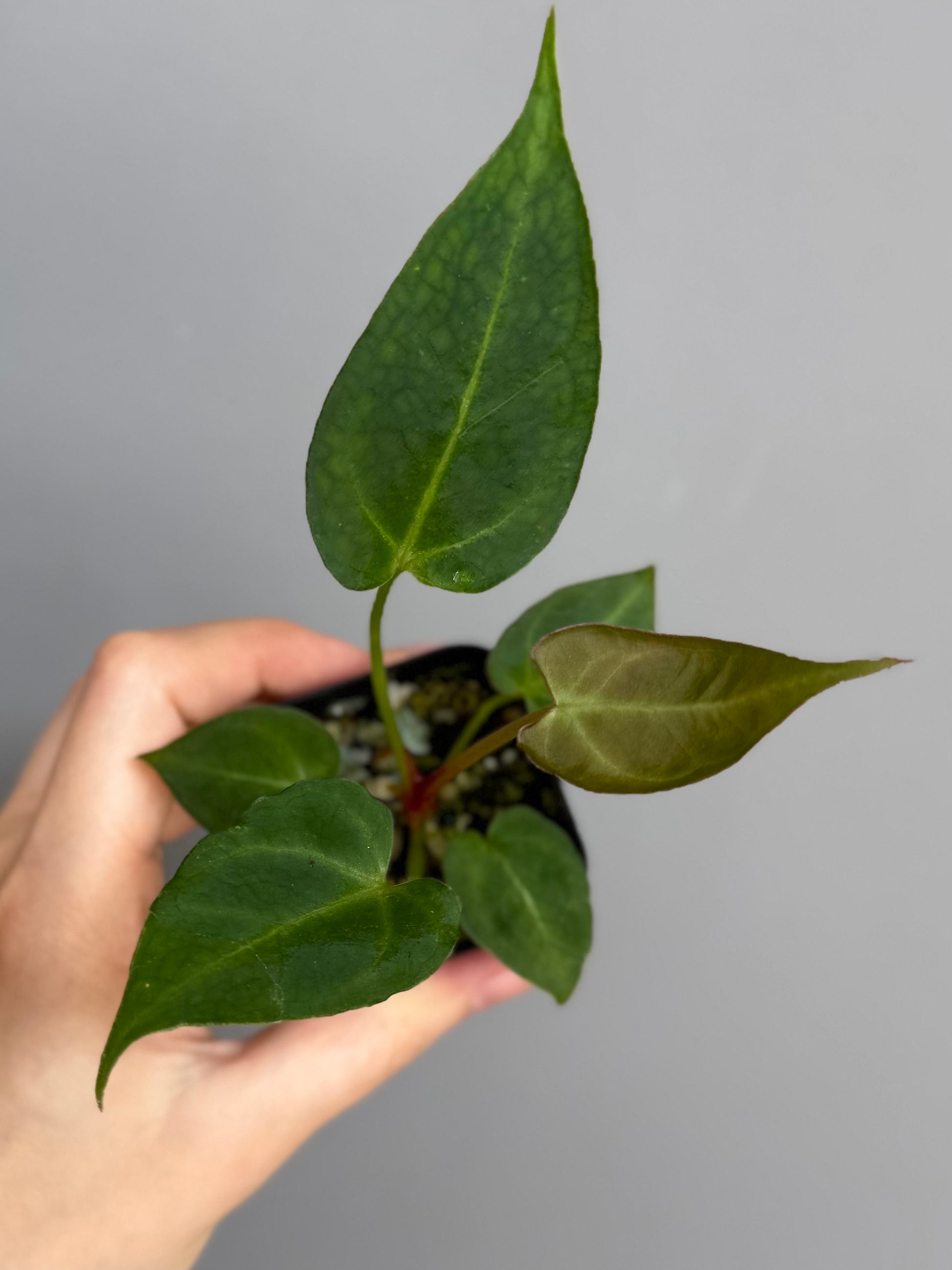 Anthurium (Magnificum x Crystallinum) x NoID