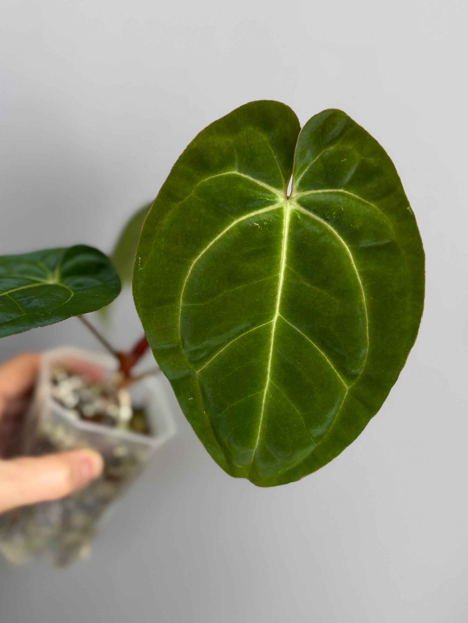 Anthurium papillilaminum x besseae aff. - Plant A