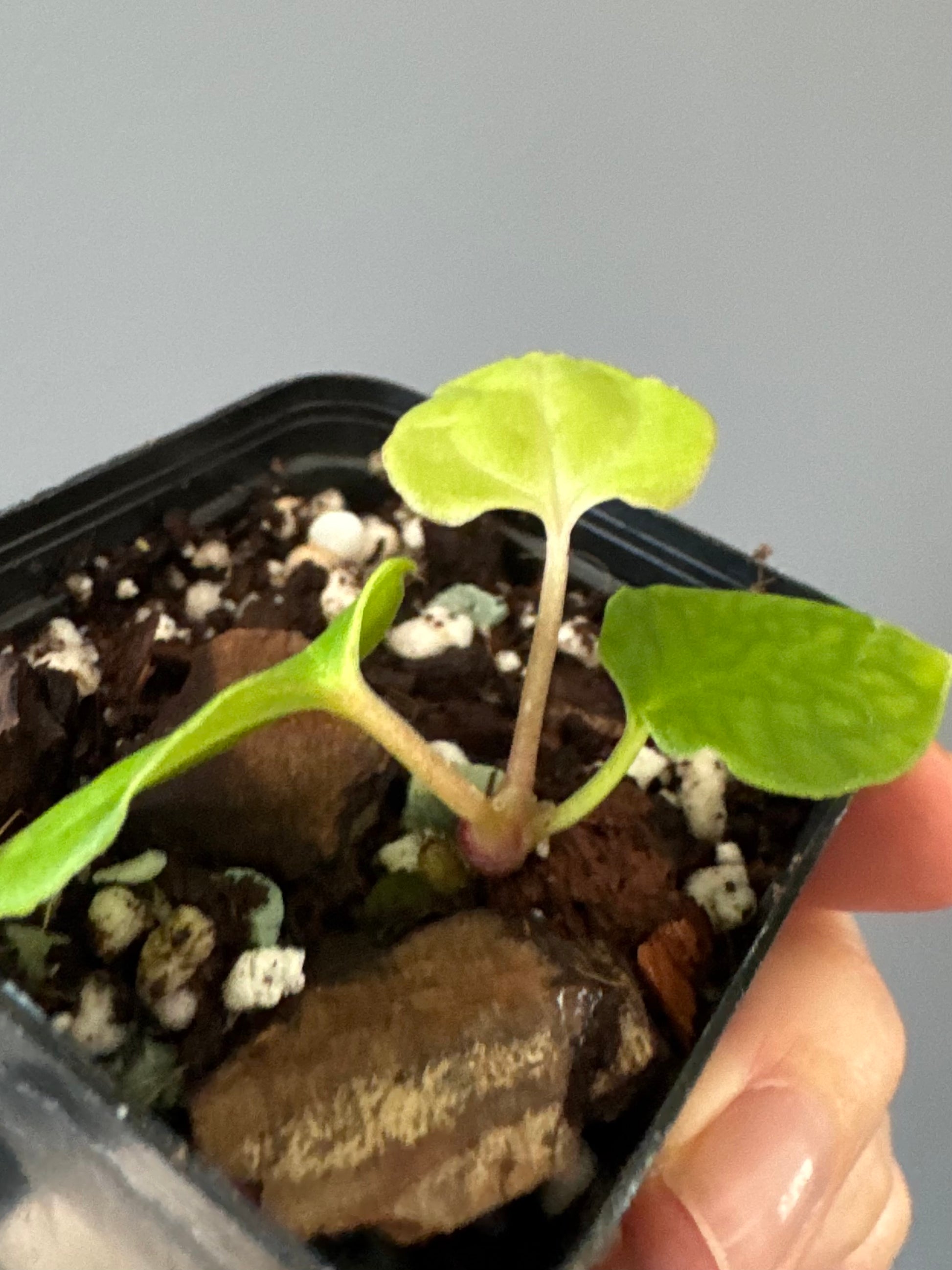 Anthurium Black Besseae aff. x BVEP (Chahrazade)