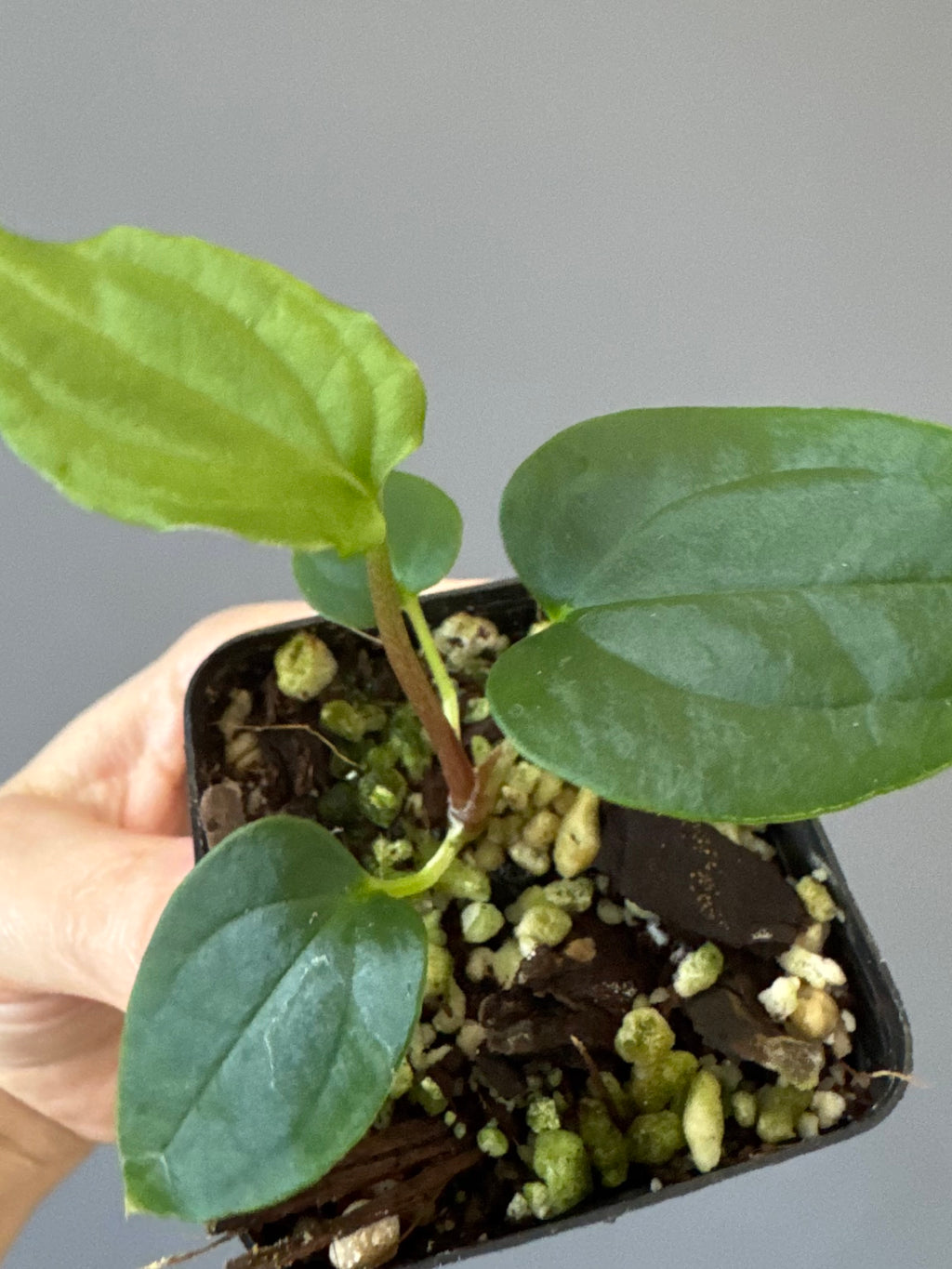 Anthurium BVEP ,Velvet Dream, x ((round x Felix) x Felix) by thelonelysanctuary