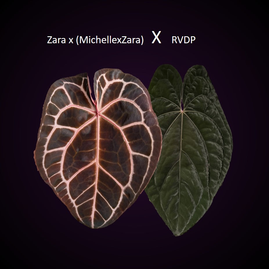 Anthurium (Zara x (MxZ)) x  RVDP - Seedlinge