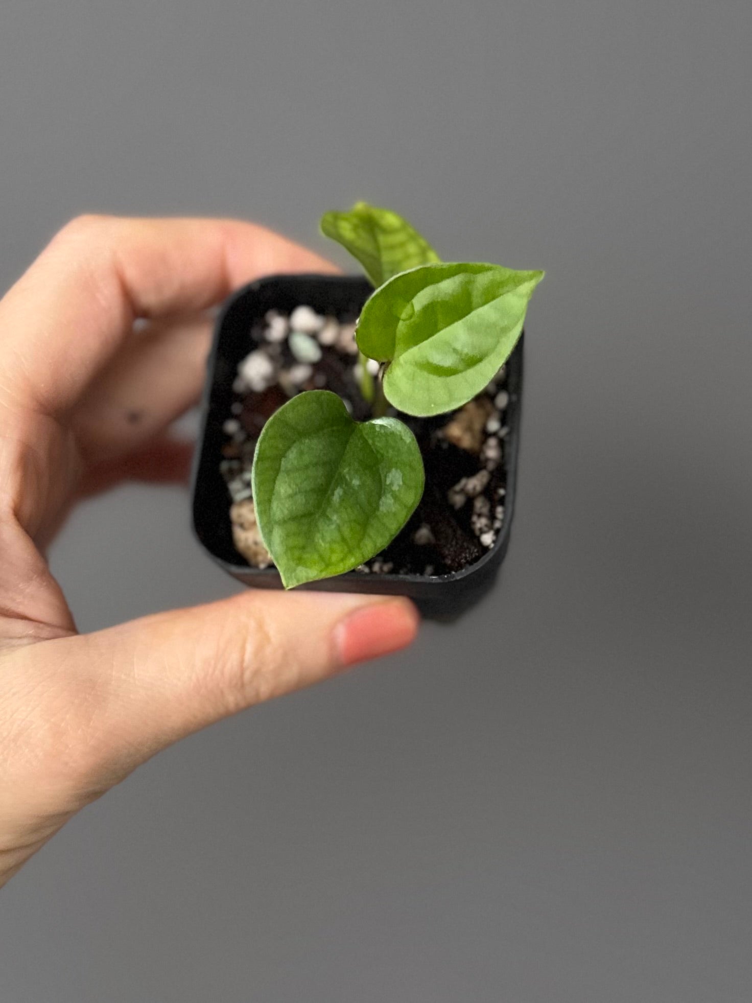 Anthurium (Besseae aff. x warocqueanum) x luxurians