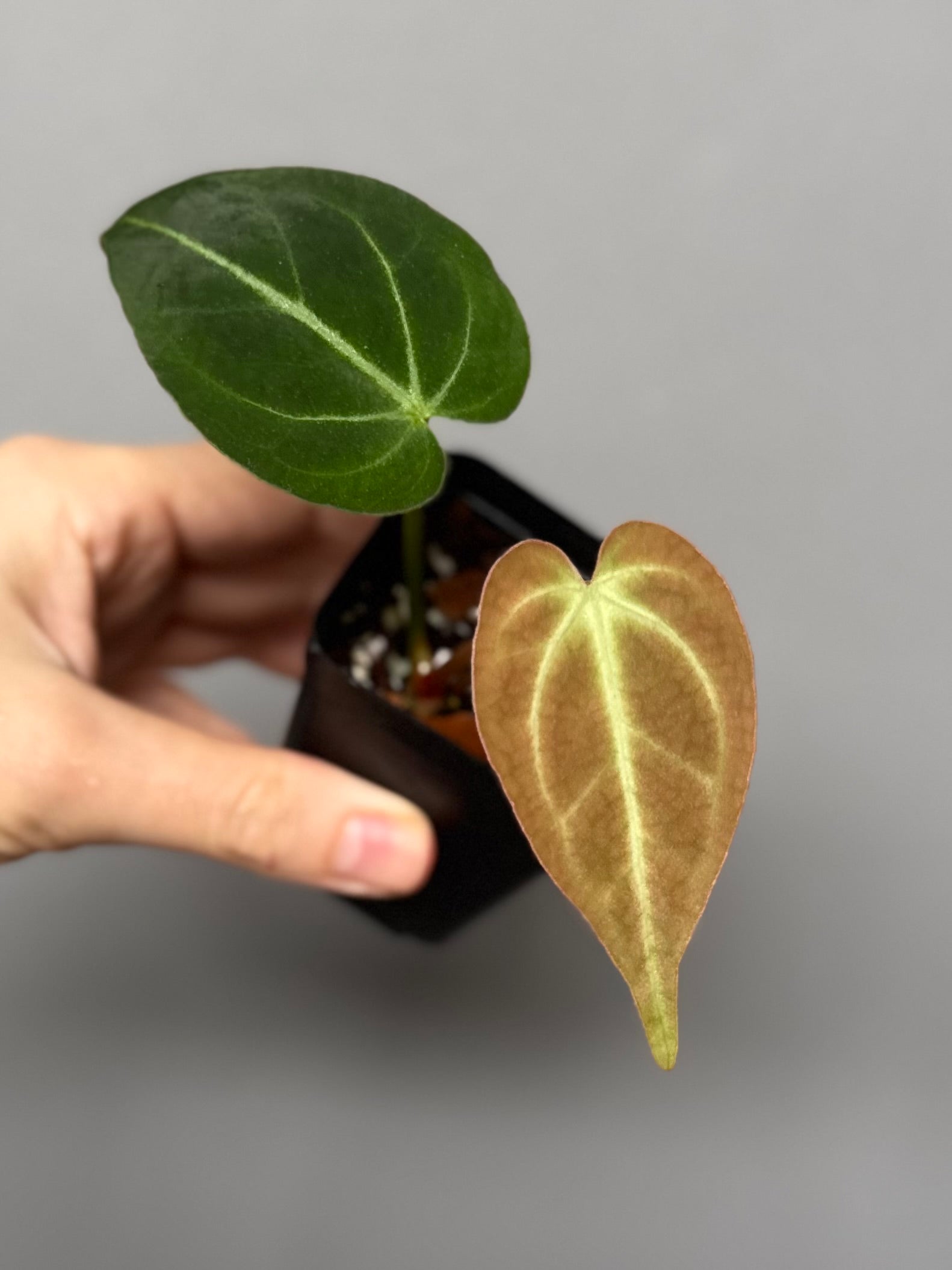 Anthurium magnificum