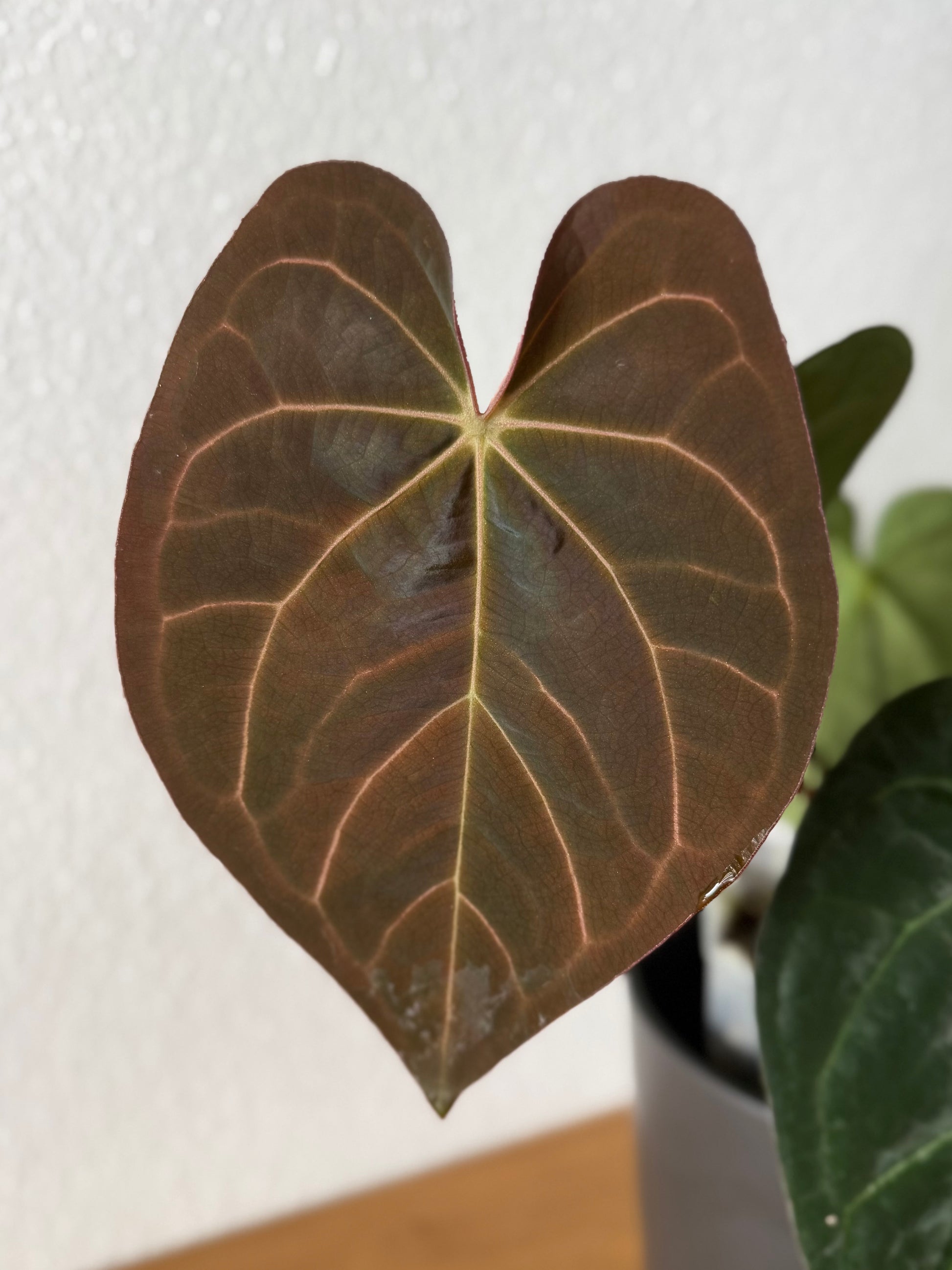Anthurium AOS df Tezula x Carlablackiae