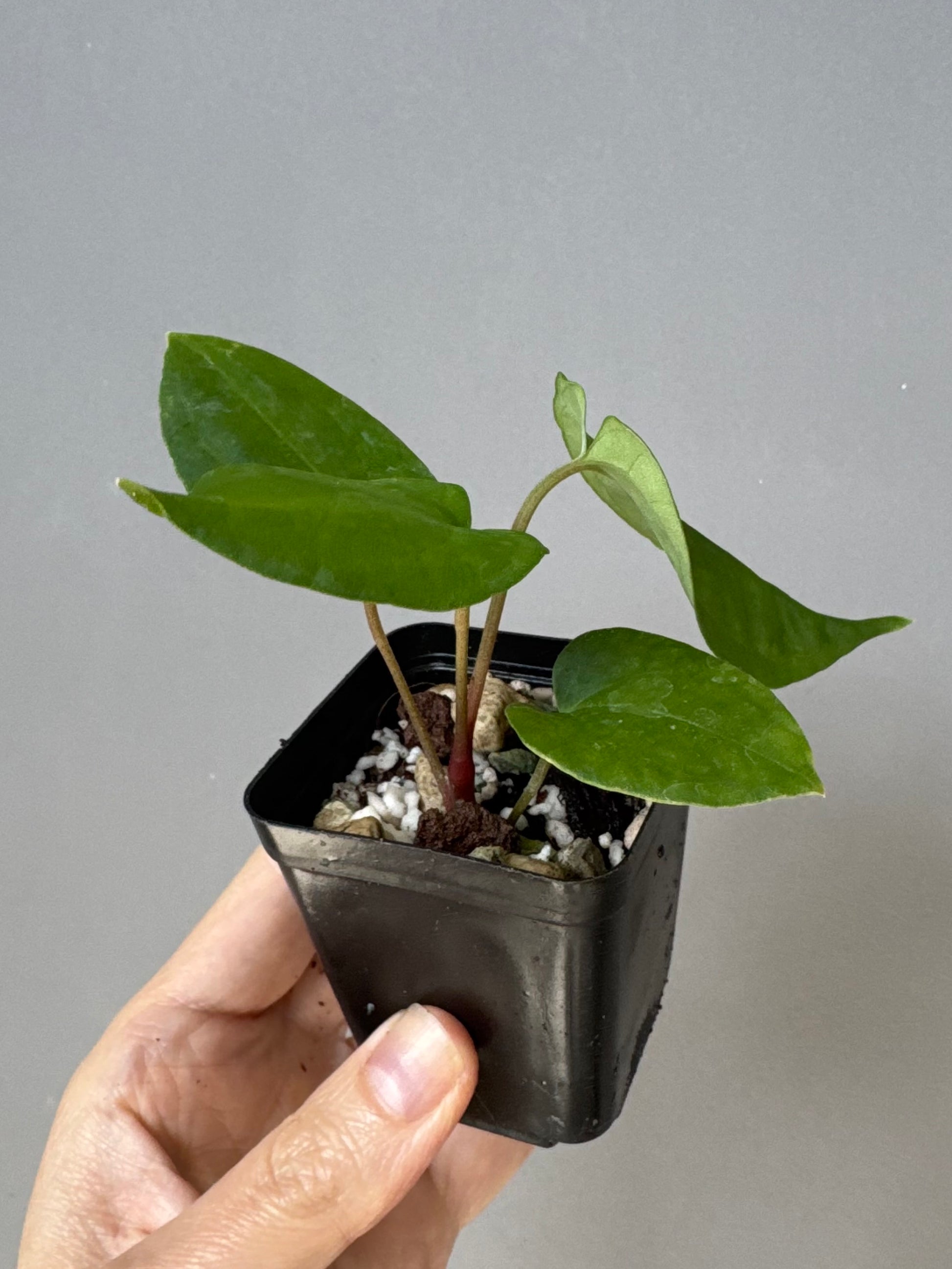 Anthurium Midnight Velvet x (papillilaminum long x long bullate)