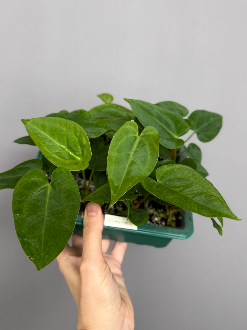 Anthurium magnificum x papillilaminum seedlings