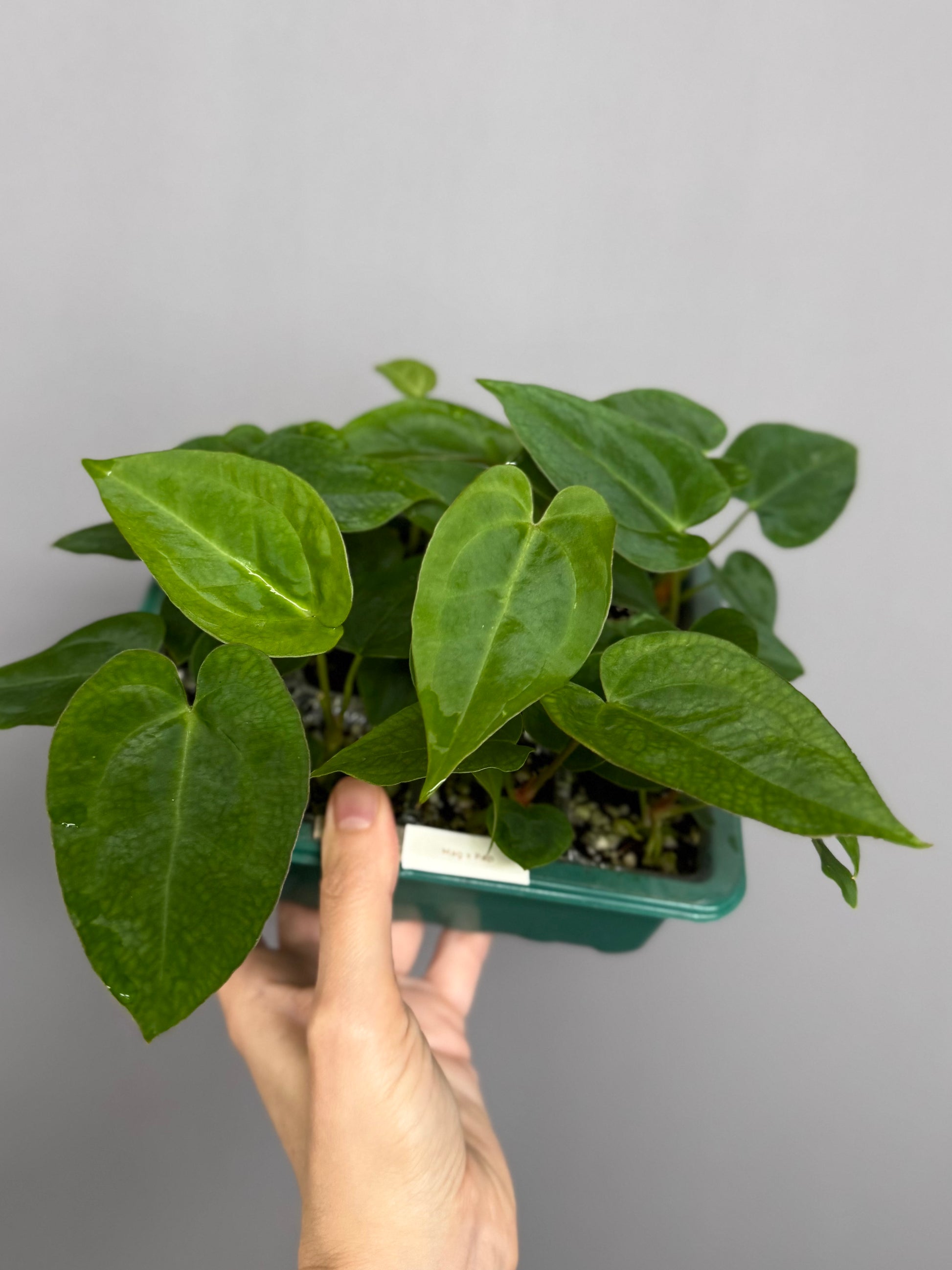 Anthurium magnificum x papillilaminum seedlings