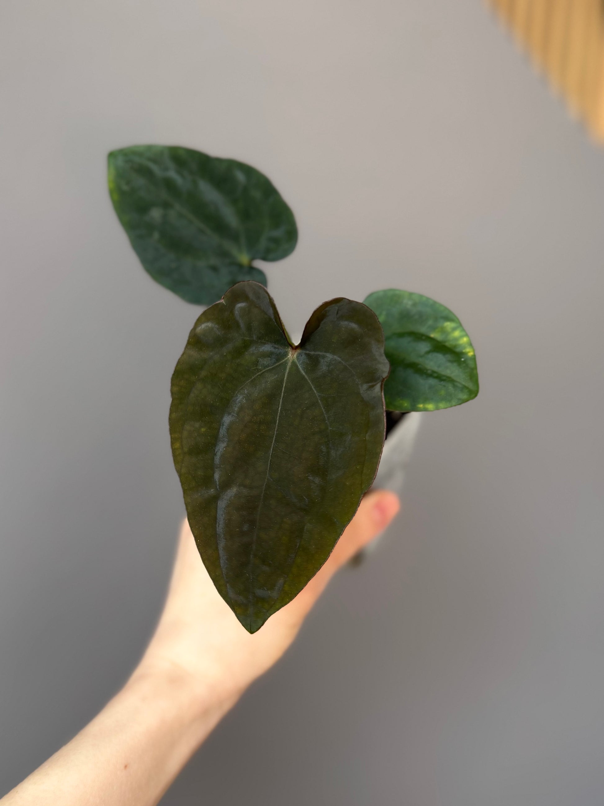 Anthurium Dressleri RG F2 x black (Grant)